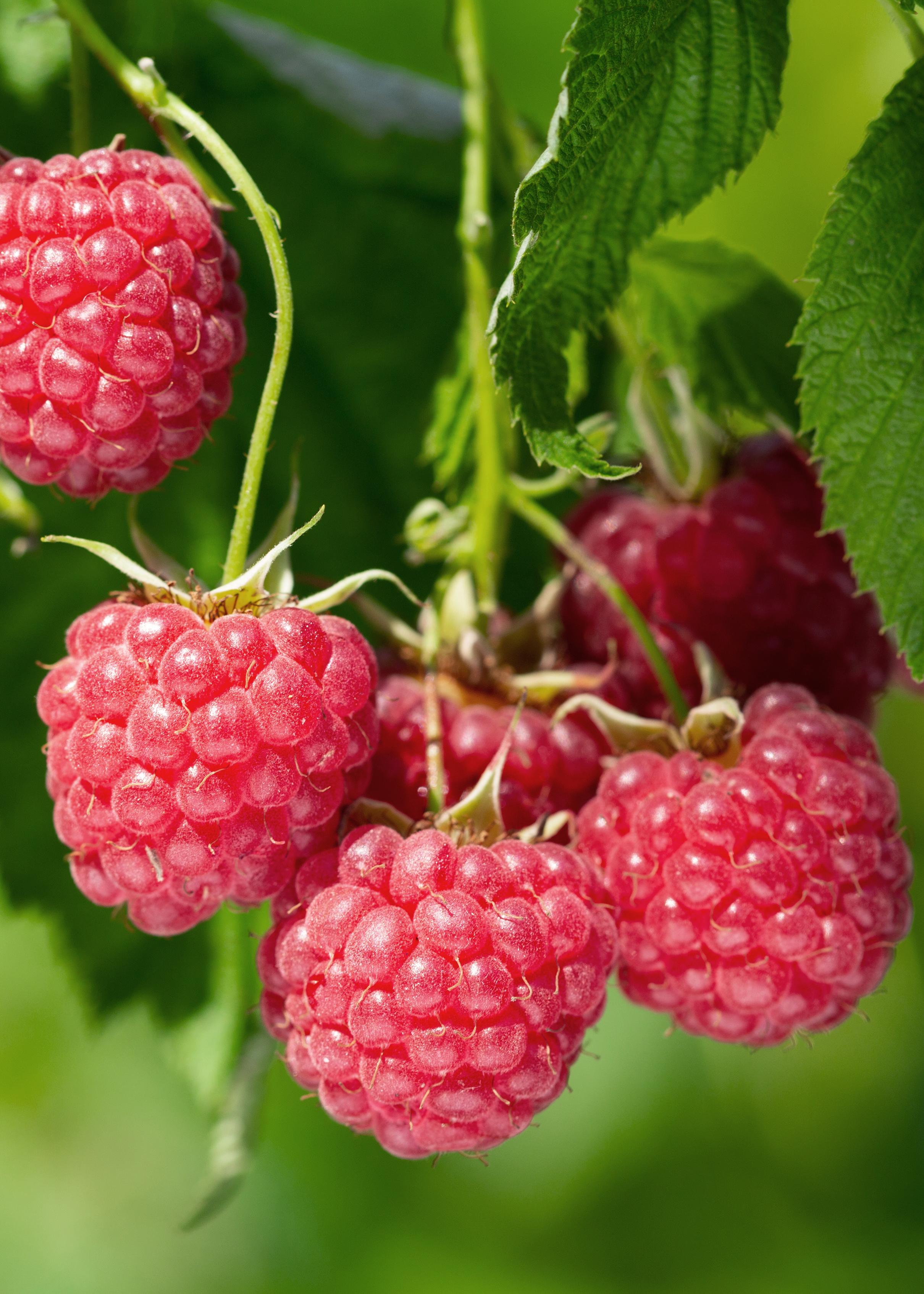 Hoogeveen Rubus idaeus 'Malling Promise' - Framboos - Ø13cm - ↕45cm (8719497267729)