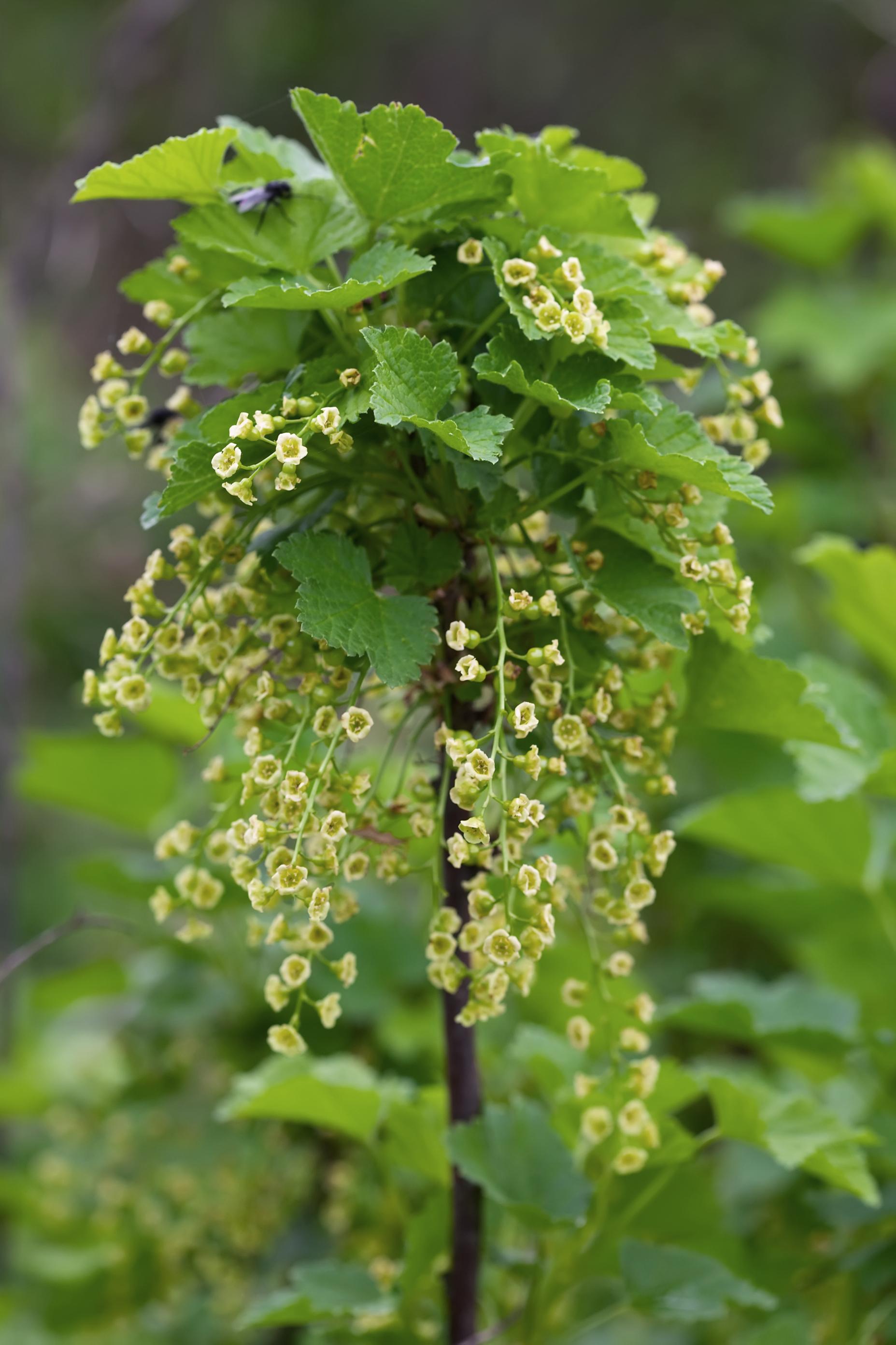Hoogeveen Ribes rubrum 'Jonkheer van Tets' - Aalbes - Ø13cm - ↕45cm (8719497267736)