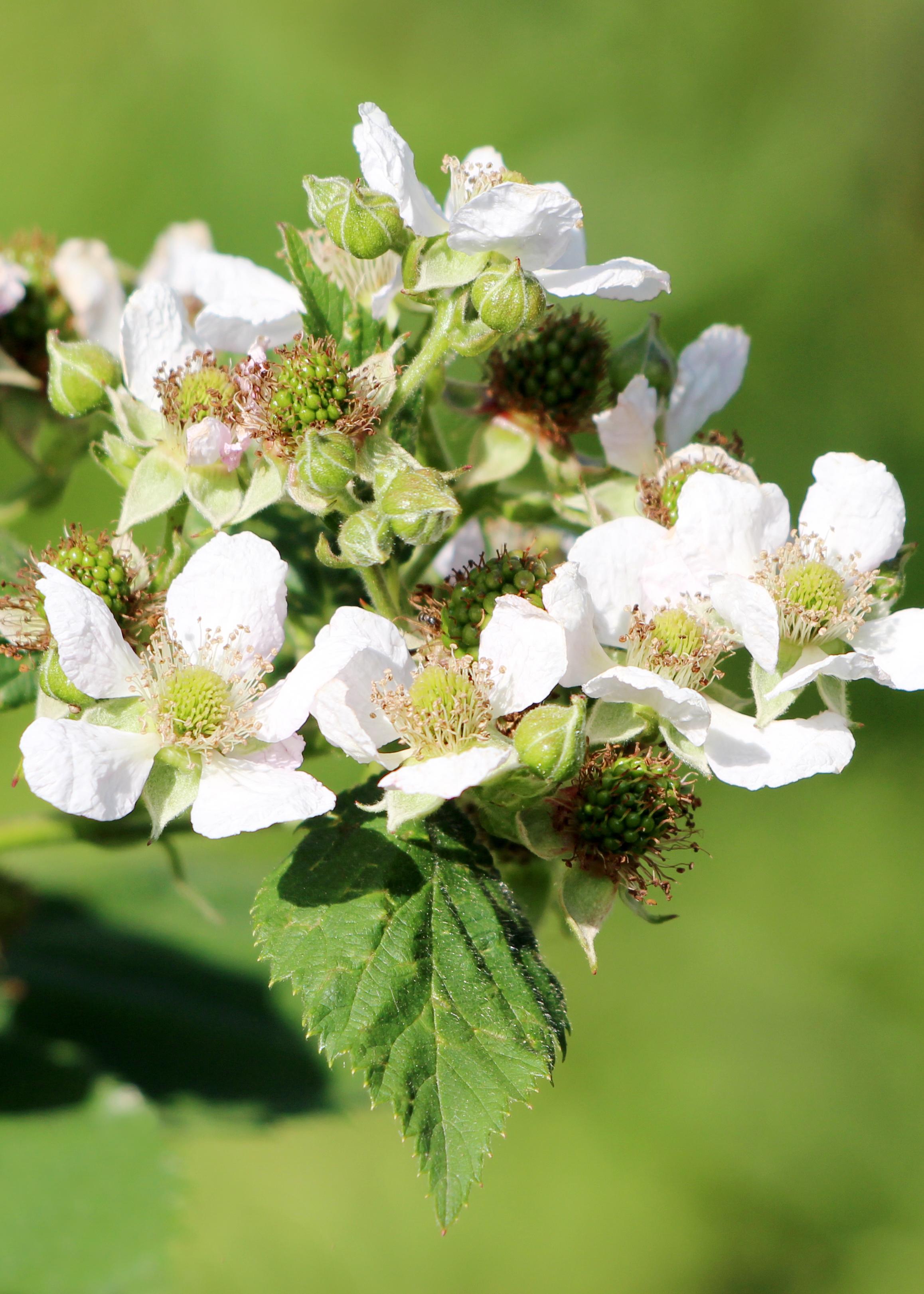 Hoogeveen Rubus idaeus 'Malling Promise' - Framboos - Ø13cm - ↕45cm (8719497267729)