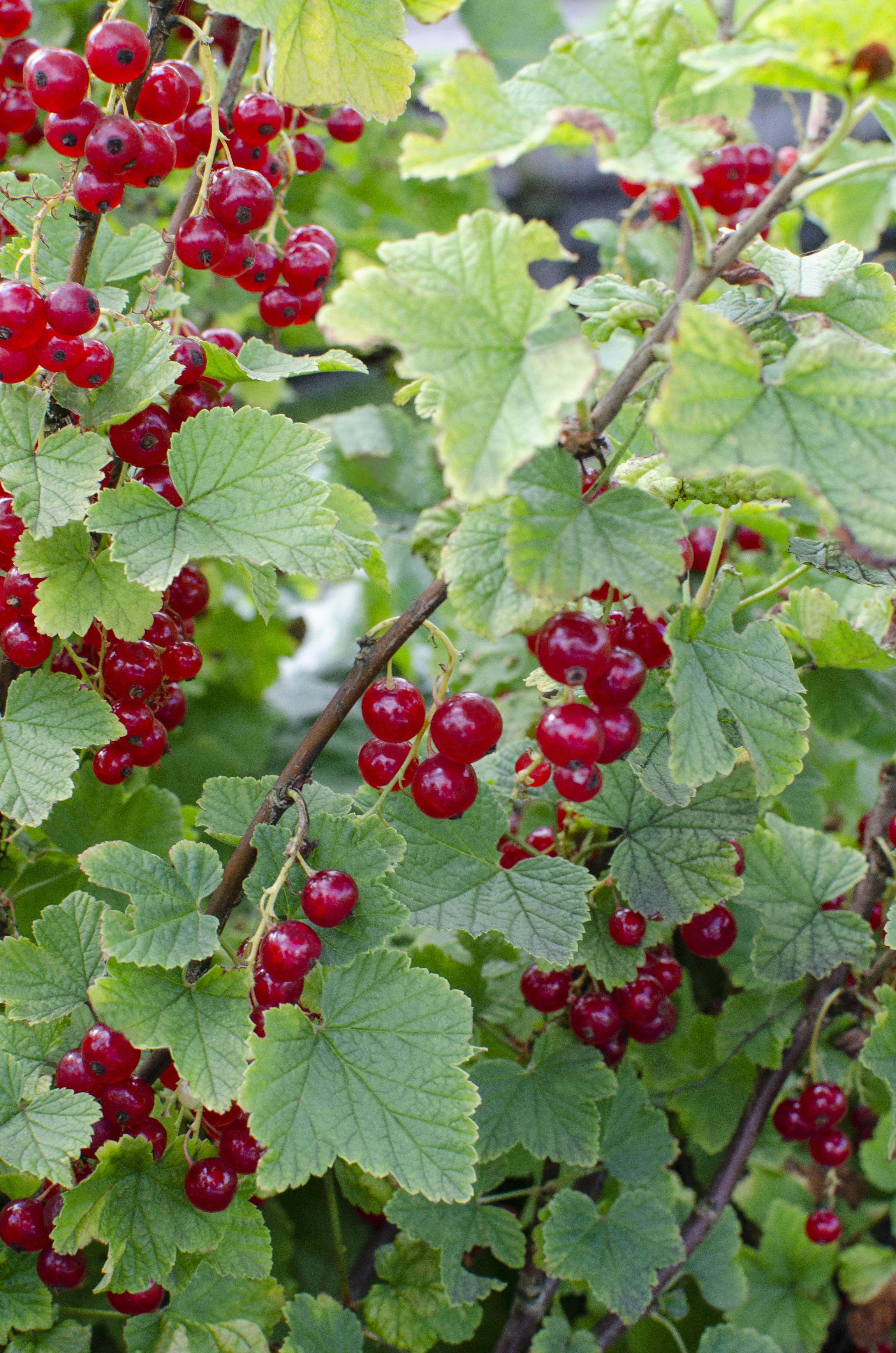Hoogeveen Ribes rubrum 'Jonkheer van Tets' - Aalbes - Ø13cm - ↕45cm (8719497267736)