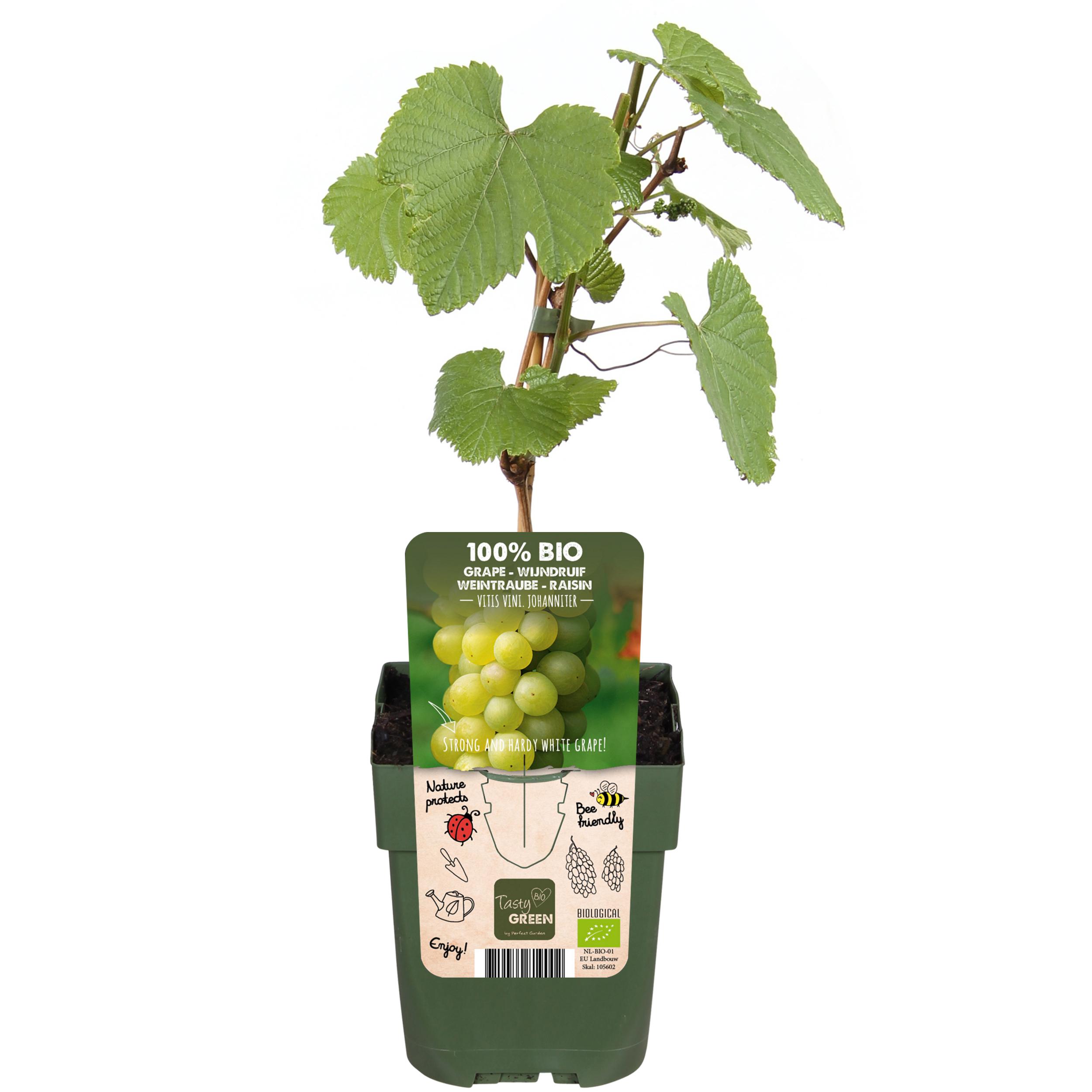 Hoogeveen Vitis vinifera 'Johanniter' - Witte Druif - Ø13cm - ↕45cm (8719474819002)