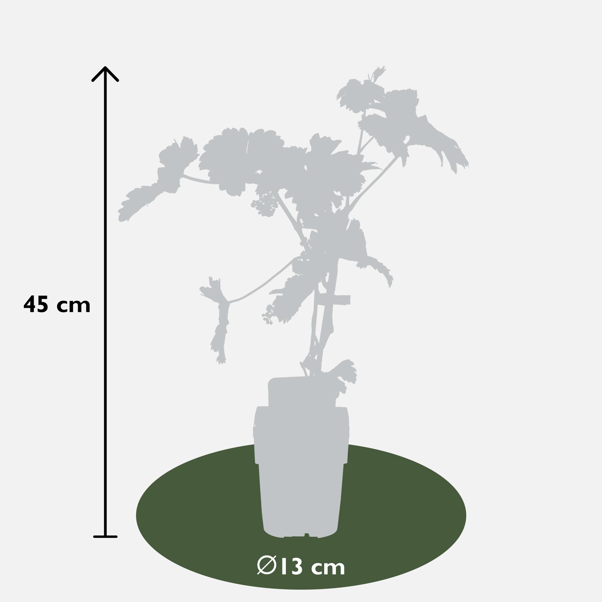 Hoogeveen Vitis vinifera 'Johanniter' - Witte Druif - Ø13cm - ↕45cm (8719474819002)