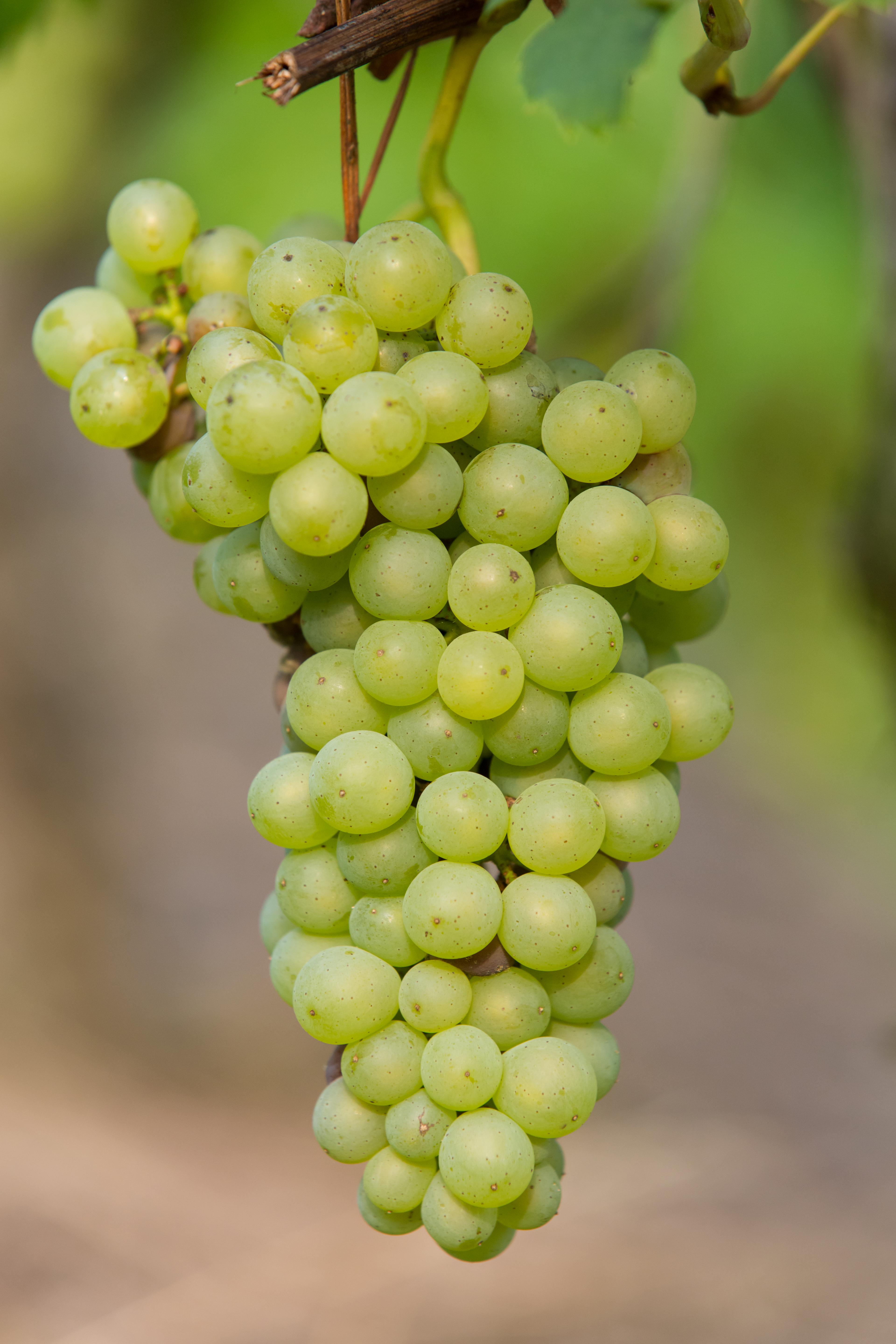 Hoogeveen Vitis vinifera 'Johanniter' - Witte Druif - Ø13cm - ↕45cm (8719474819002)