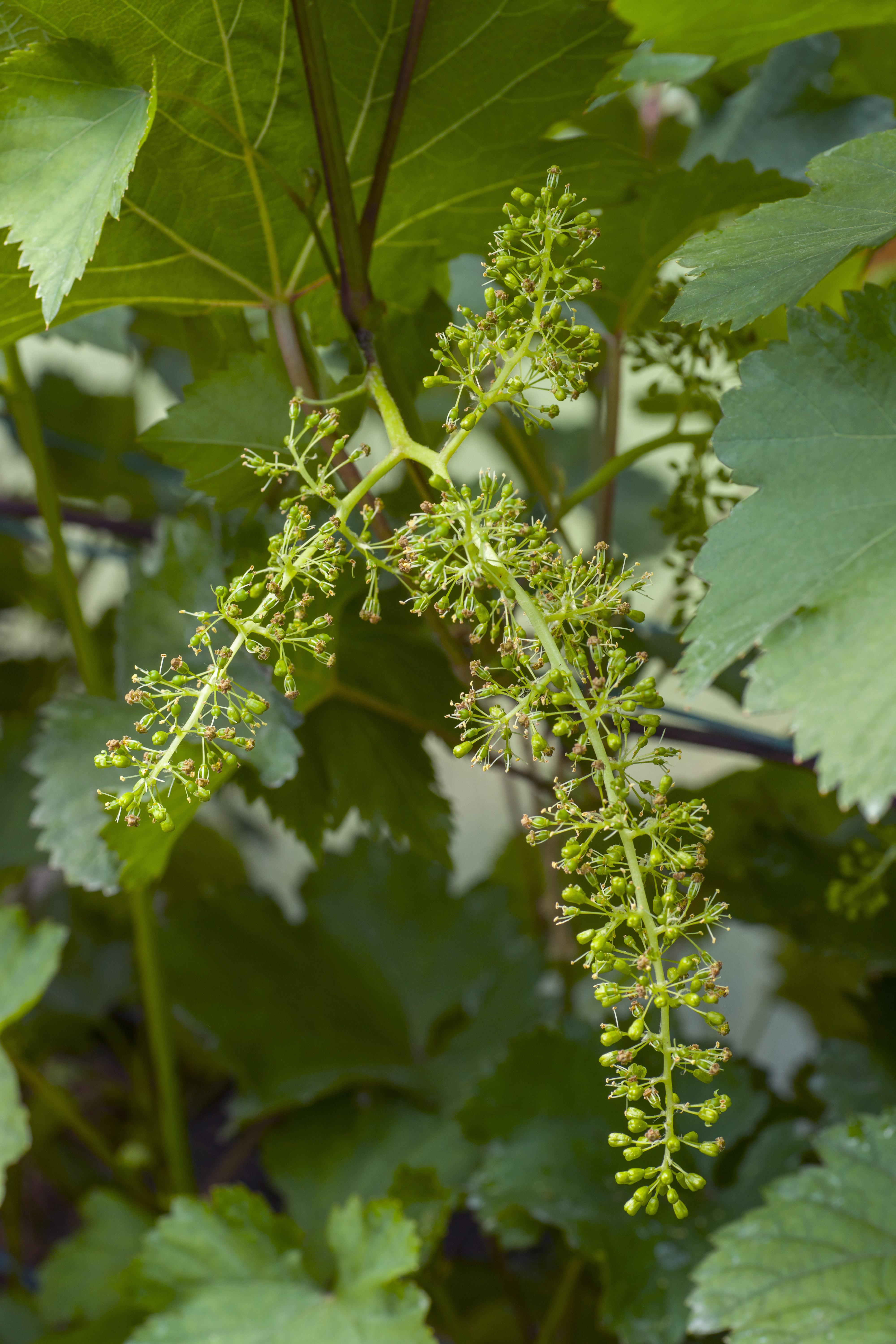 Hoogeveen Vitis vinifera 'Johanniter' - Witte Druif - Ø13cm - ↕45cm (8719474819002)