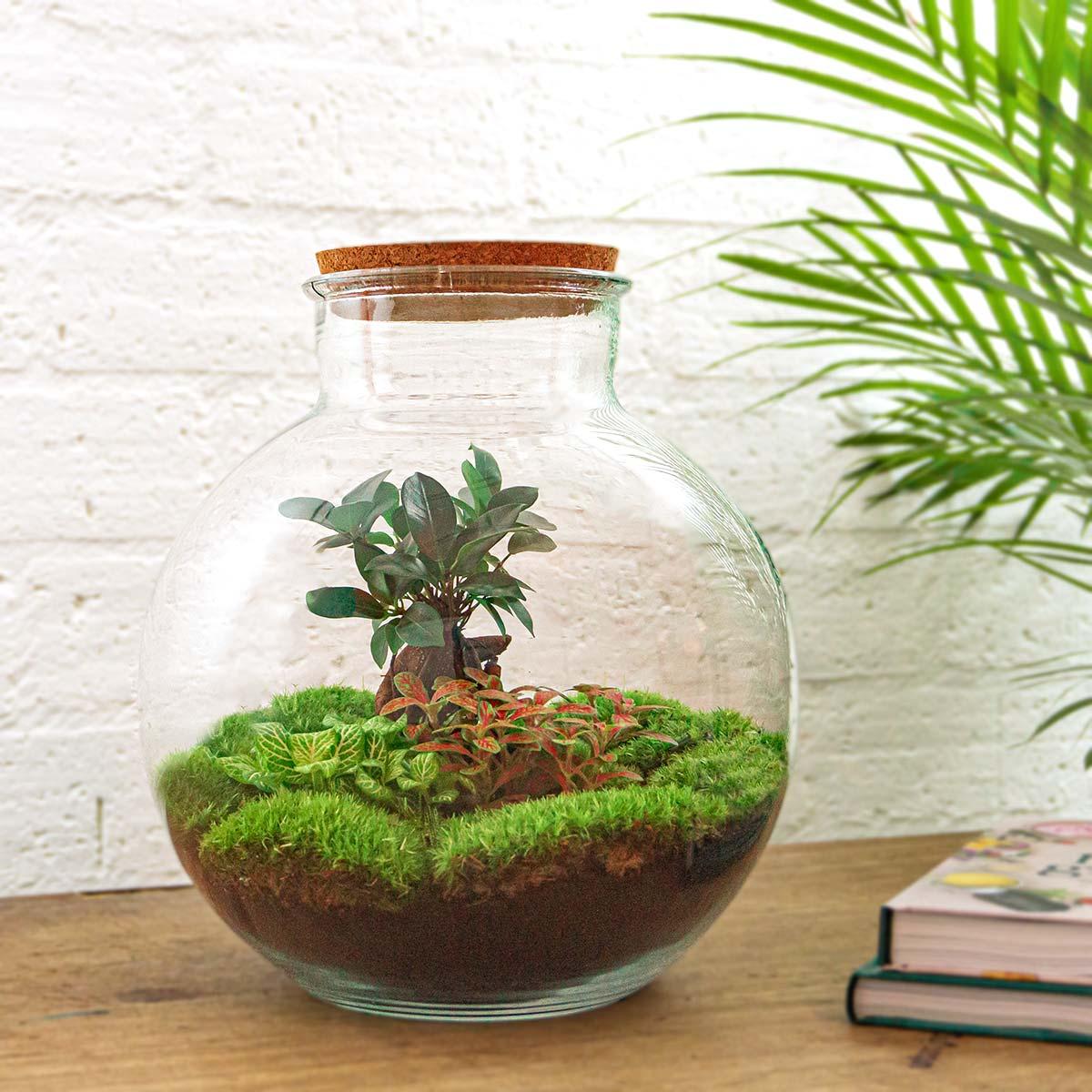 Urbanjngl DIY terrarium - Bolder Bob Bonsai - ↕ 30 cm - Rake + Shovel + Tweezer (8720726958509)