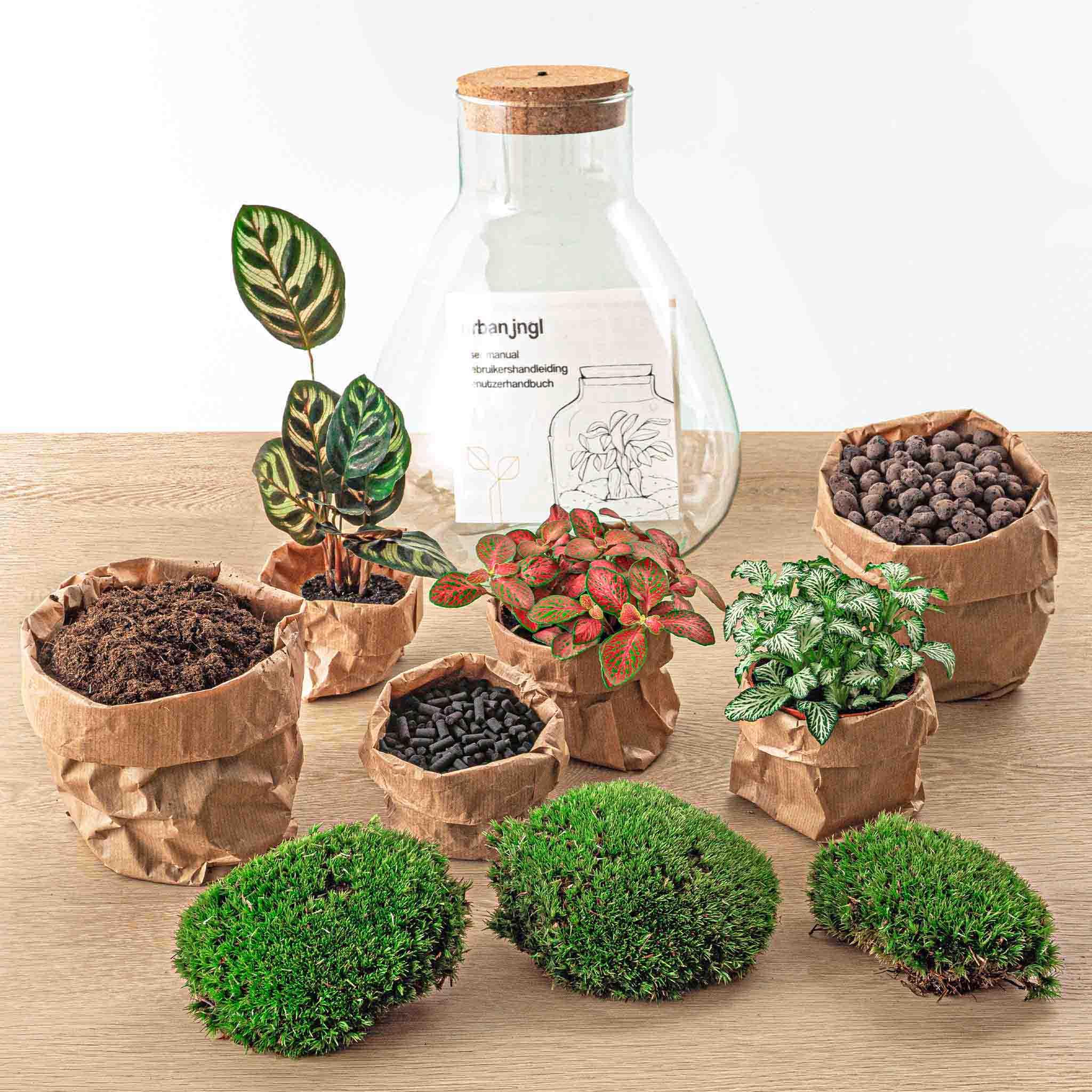 Urbanjngl DIY terrarium - Sam Calathea with Light - ↕ 30 cm - Rake + Shovel + Tweezer + Scissors (8720726958370)