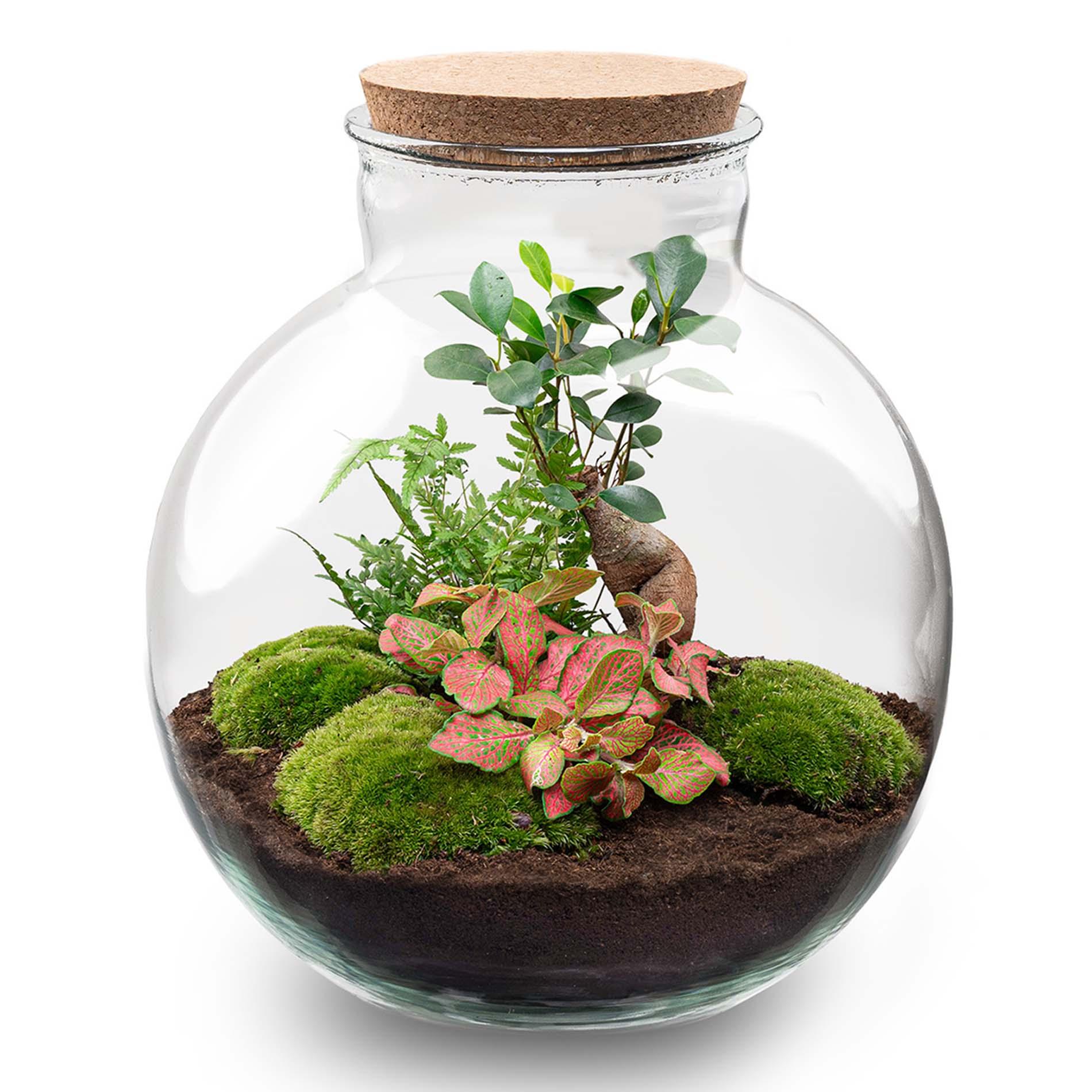 Urbanjngl DIY terrarium - Bolder Bob Bonsai - ↕ 30 cm - Rake + Shovel + Tweezer (8720726958509)