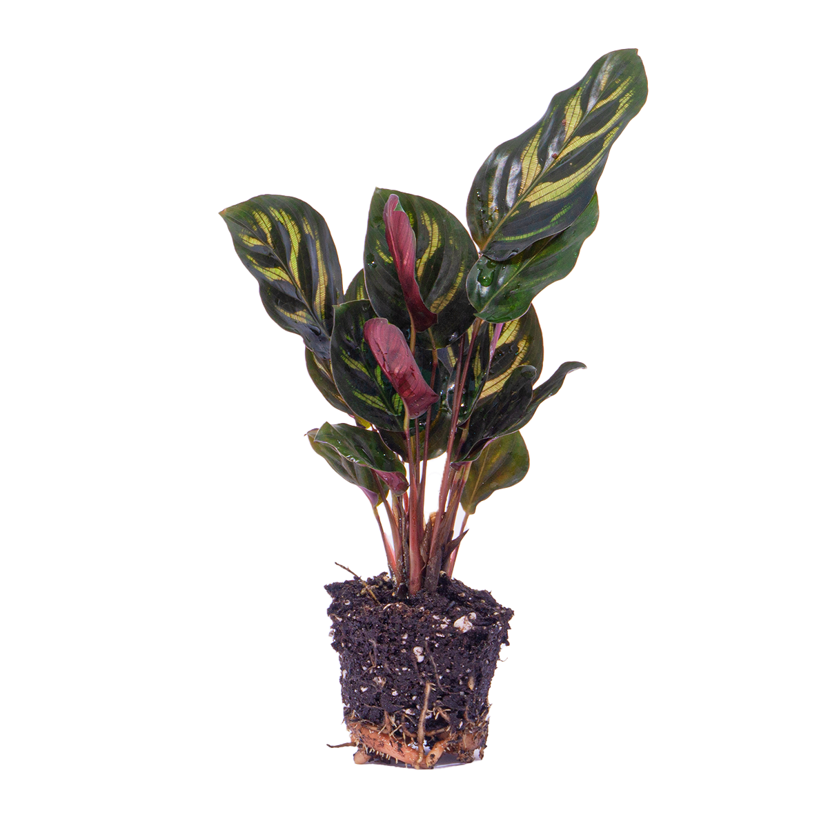 Urbanjngl Calathea Makoyana - Pauwenplant - Terrarium plant - Potmaat 6 (8720872020846)