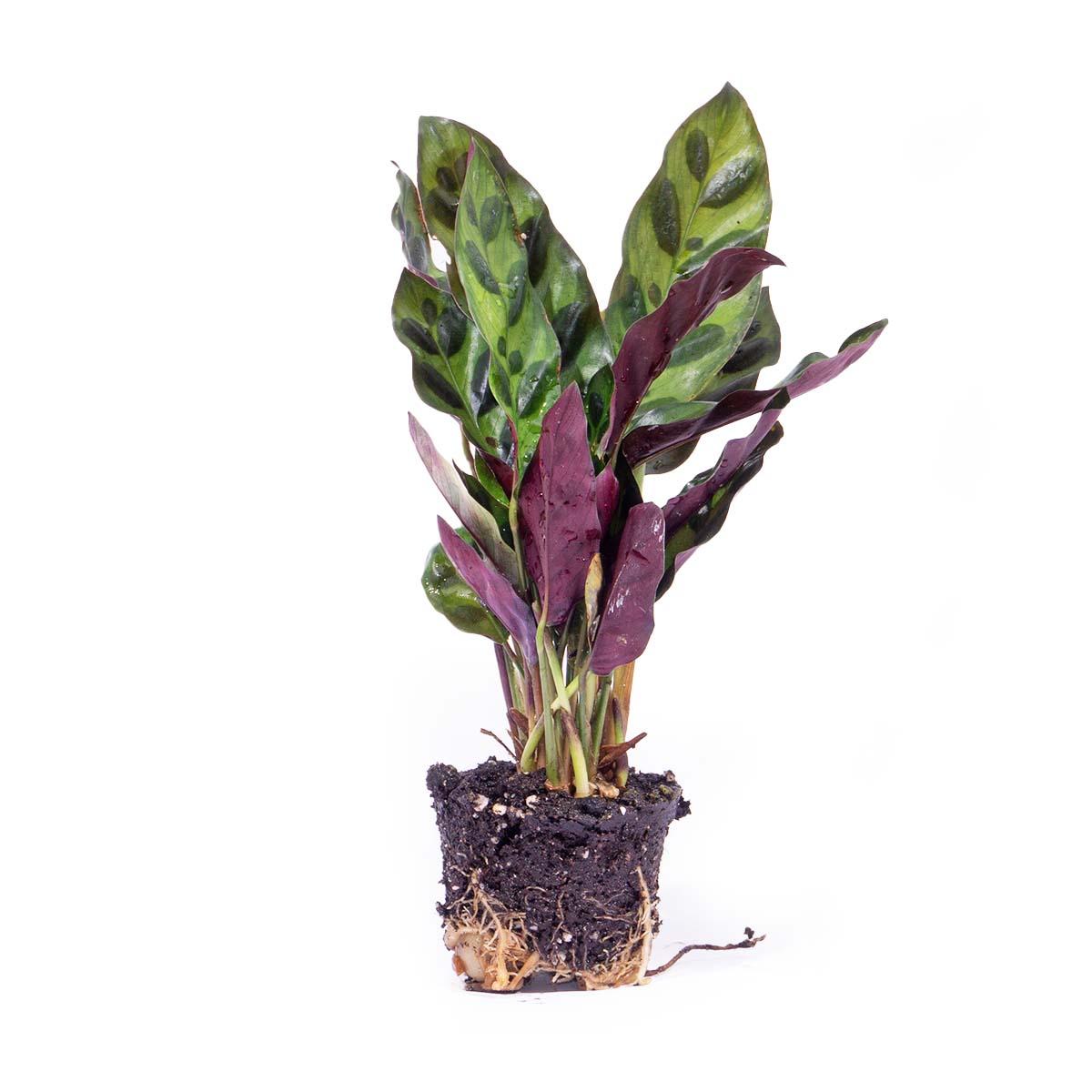 Urbanjngl Calathea Lancifolia - Pauwenplant - Terrarium plant - Potmaat 6 (8720872020839)