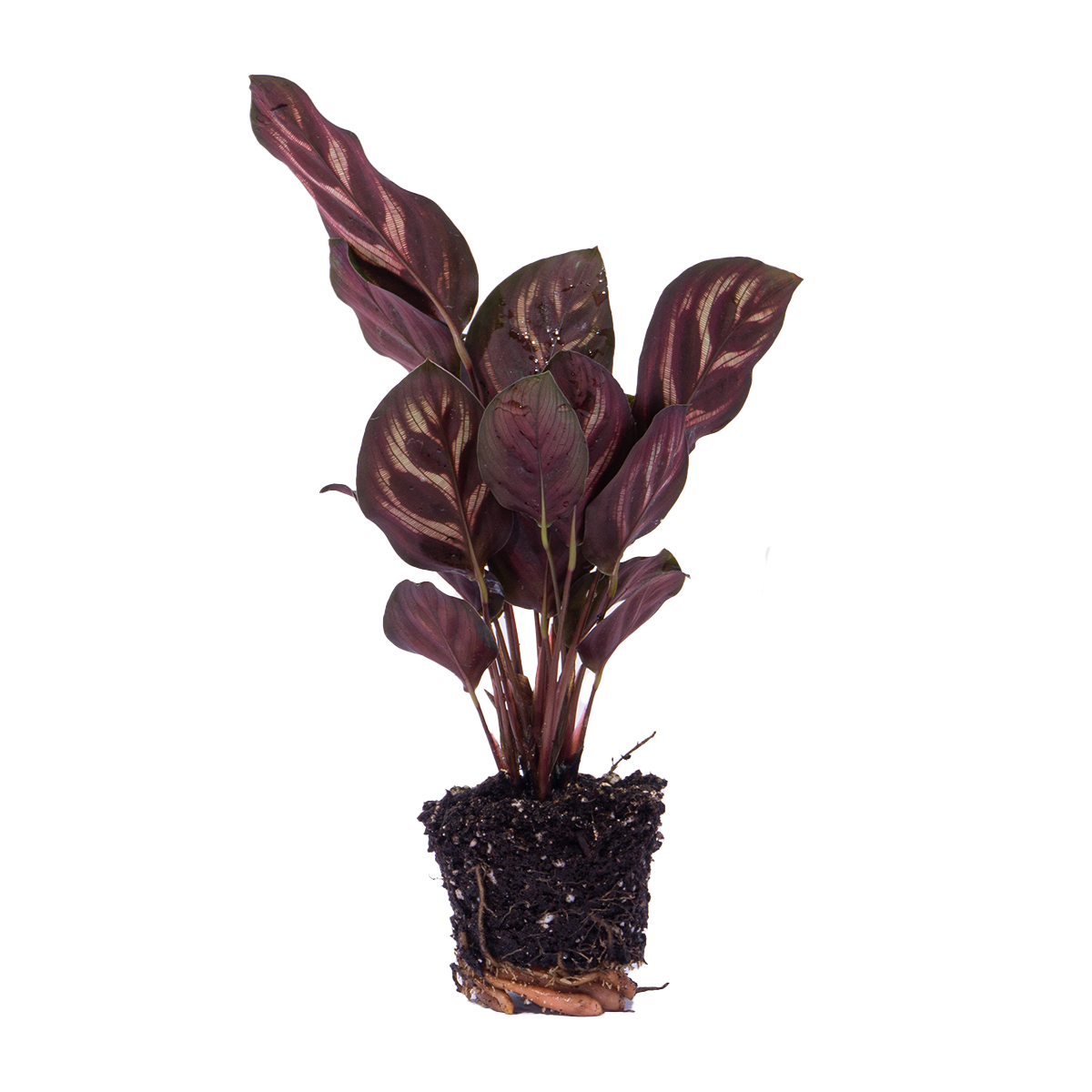 Urbanjngl Calathea Makoyana - Pauwenplant - Terrarium plant - Potmaat 6 (8720872020846)