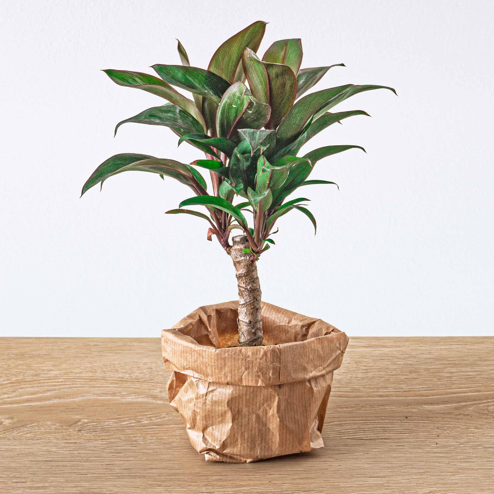 Urbanjngl Planten terrarium pakket - Jungle 5 - Coffea - Varen - Palm - 2x Fittonia - Navulling & Startpakket- DIY (8720872021171)