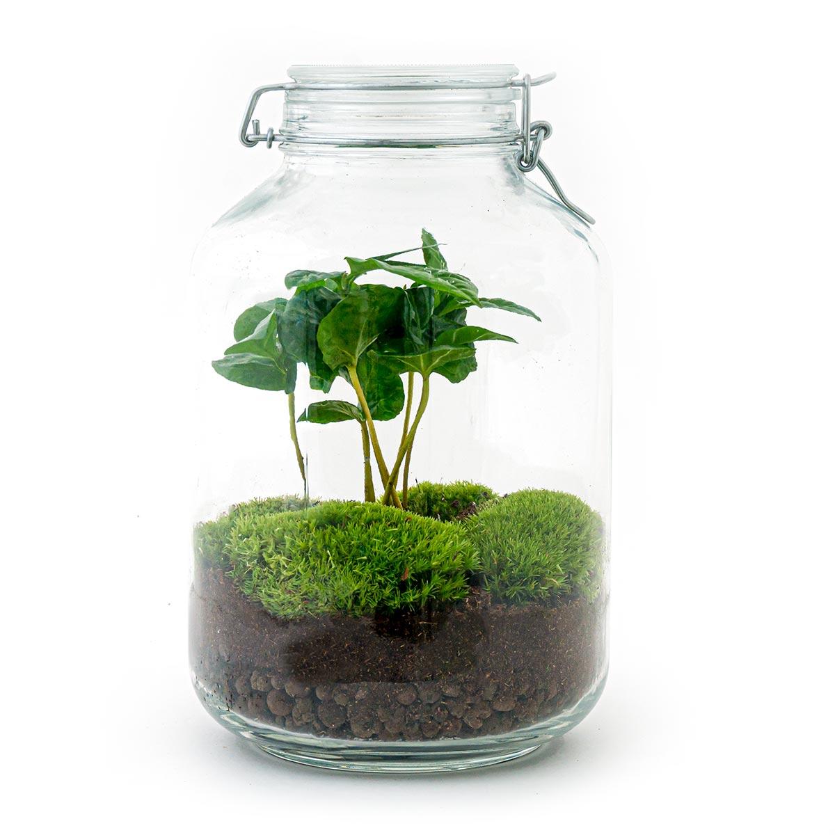 Urbanjngl DIY terrarium - Jar - Coffea Arabica - ↕ 28 cm - Rake + Shovel (8720872020280)