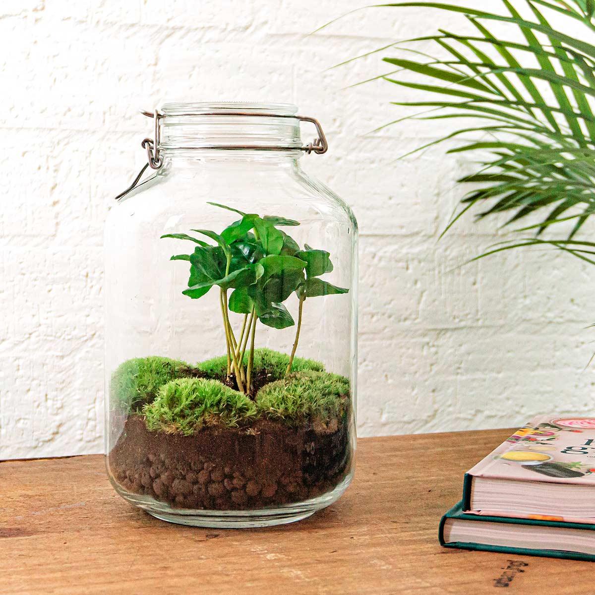 Urbanjngl DIY terrarium - Jar - Coffea Arabica - ↕ 28 cm - Rake + Shovel (8720872020280)