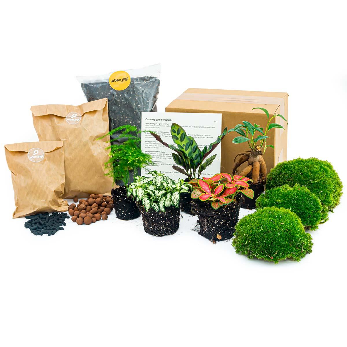 Urbanjngl Planten terrarium pakket - Lancifolia - Bonsai - Asparagus - 5 planten - Navulling & Startpakket- DIY (8720872021614)