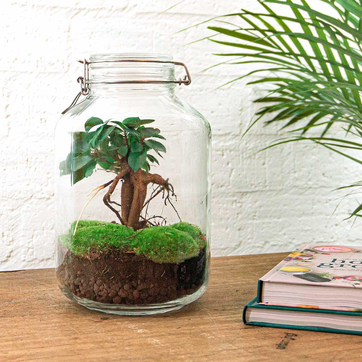 Urbanjngl DIY terrarium - Jar - Ficus Ginseng bonsai - ↕ 28 cm - Rake + Shovel + Tweezer + Scissors (8720872020211)