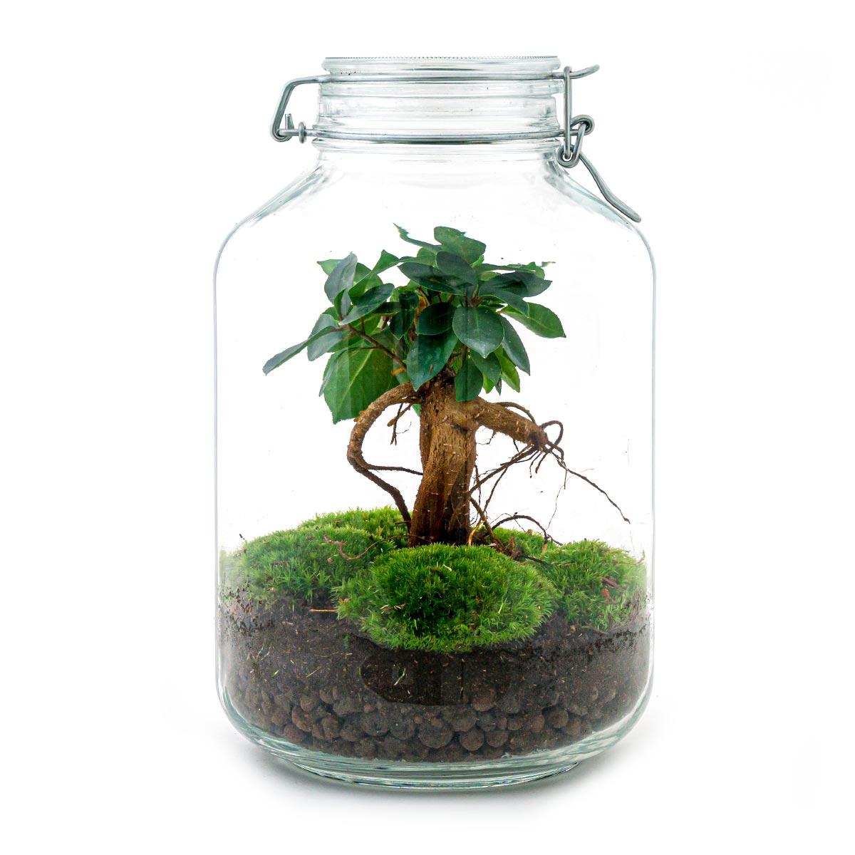 Urbanjngl DIY terrarium - Jar - Ficus Ginseng bonsai - ↕ 28 cm - Rake + Shovel + Tweezer + Scissors (8720872020211)