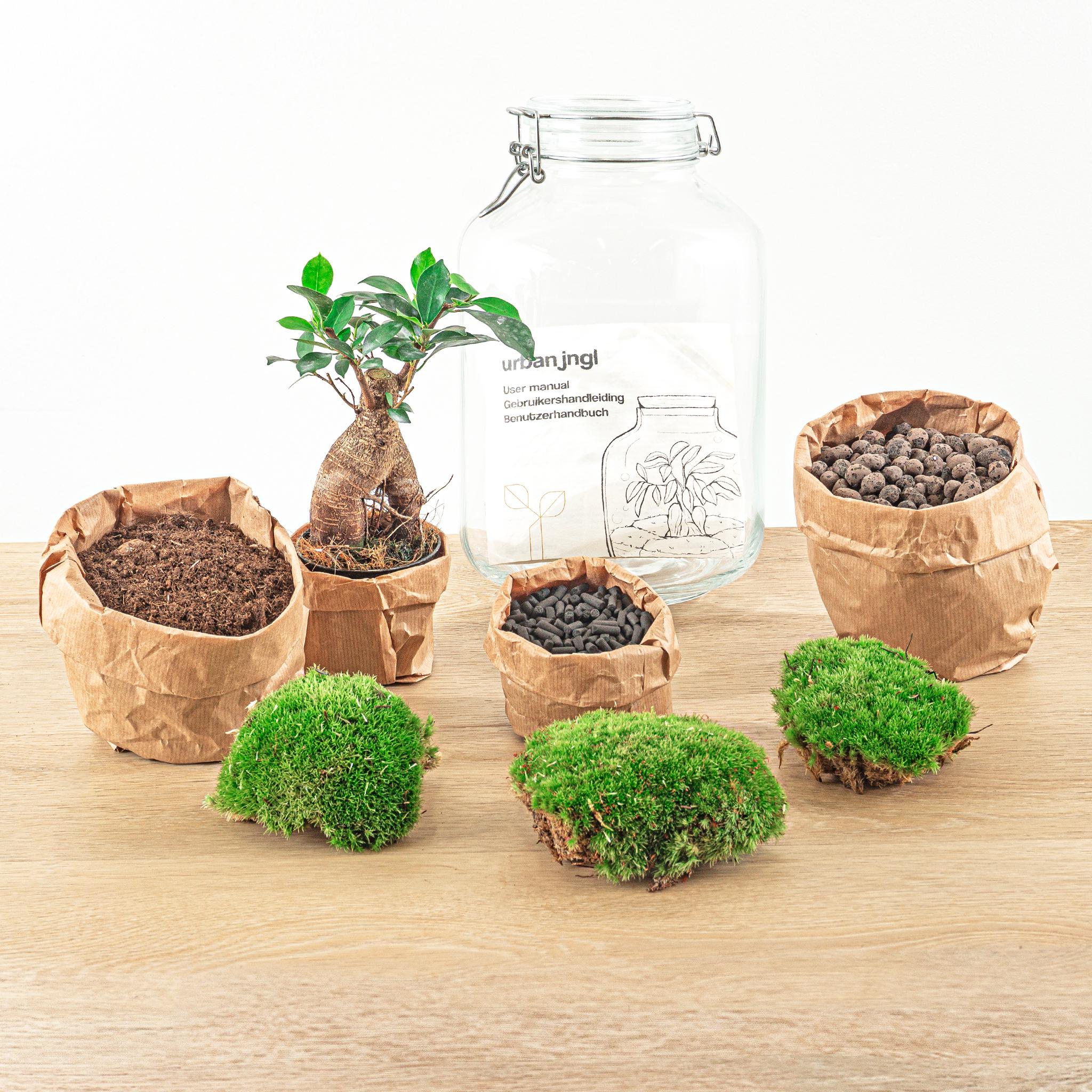Urbanjngl DIY terrarium - Jar - Ficus Ginseng bonsai - ↕ 28 cm - Rake + Shovel + Tweezer + Scissors (8720872020211)