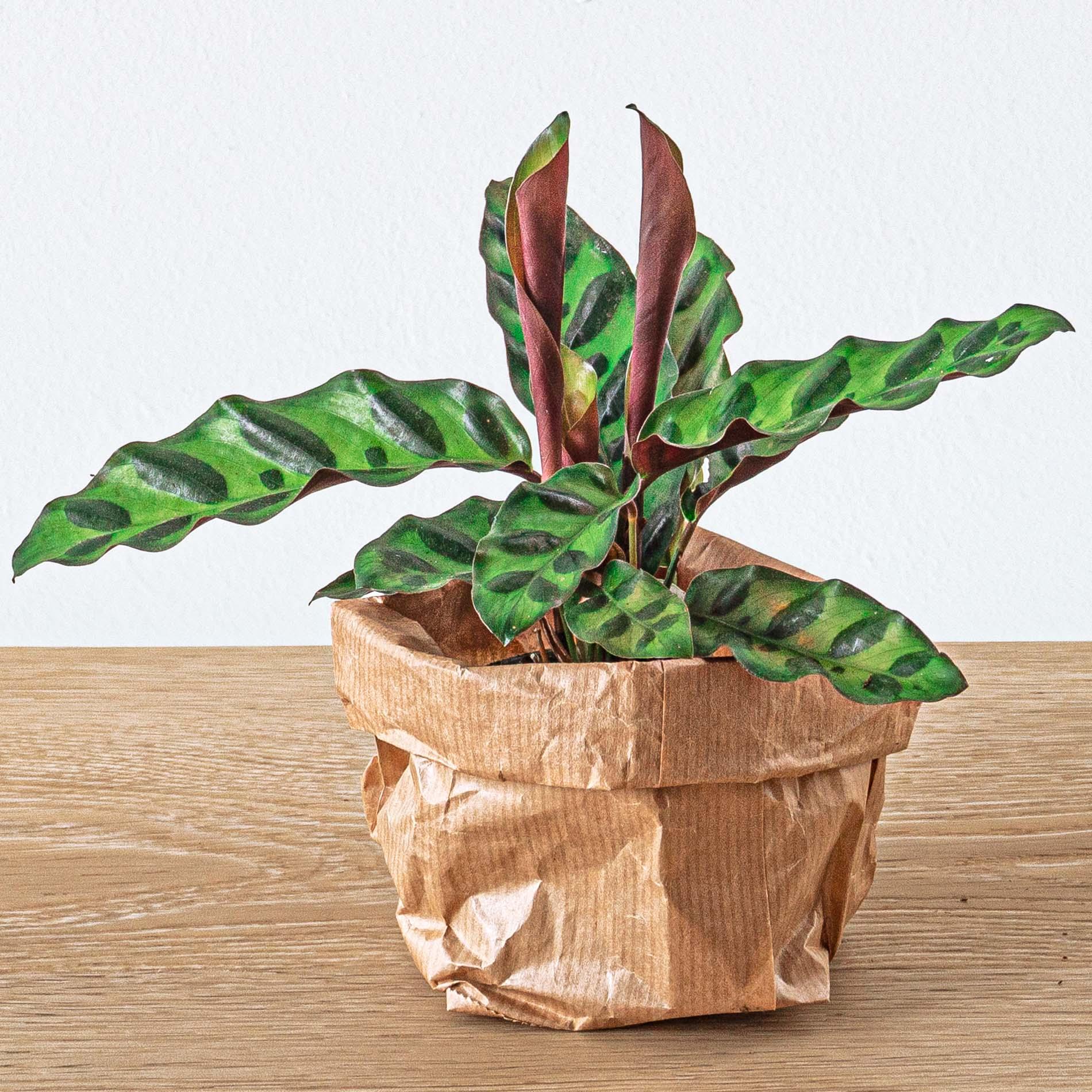 Urbanjngl Planten terrarium pakket - Lancifolia - Bonsai - Asparagus - 5 planten - Navulling & Startpakket- DIY (8720872021614)