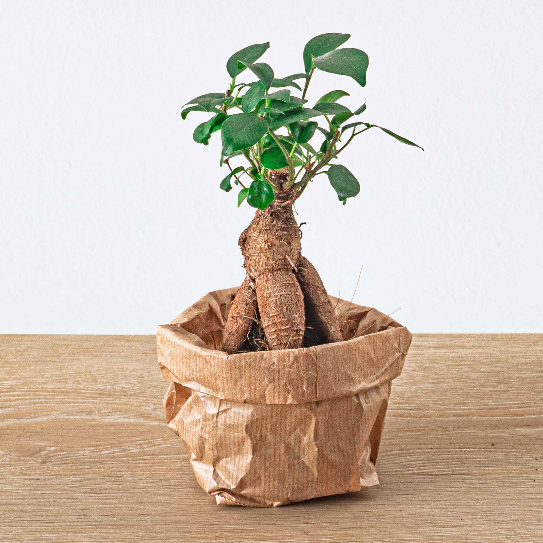 Urbanjngl Planten terrarium pakket - Lancifolia - Bonsai - Asparagus - 5 planten - Navulling & Startpakket- DIY (8720872021614)