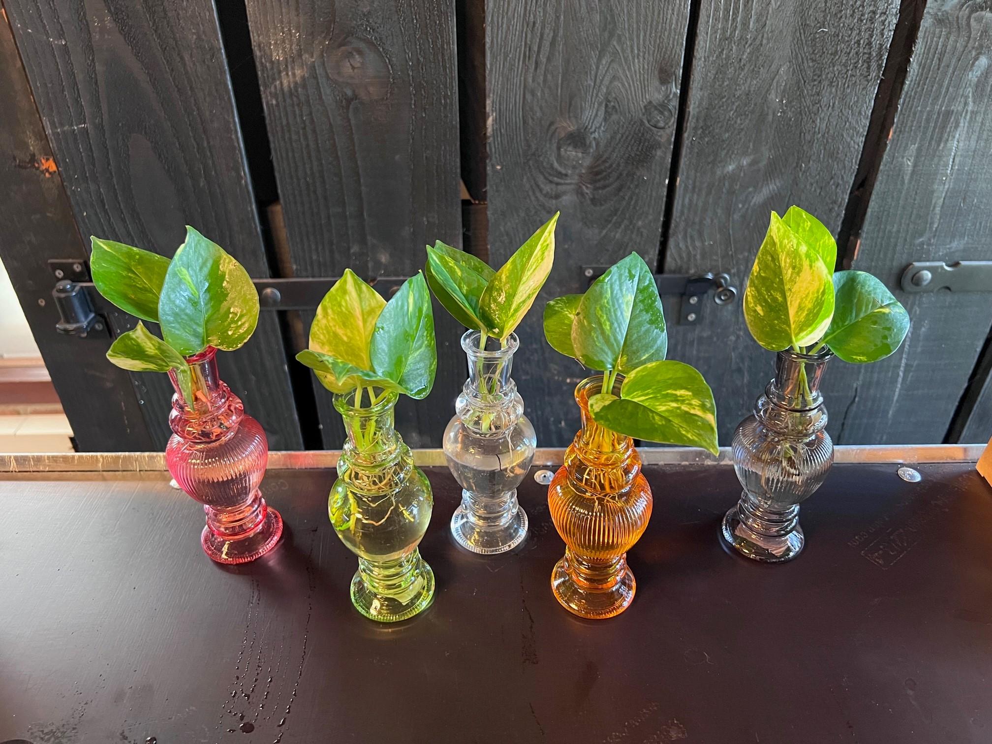 Meergroothandel Kamerplanten Mix in Venice Glas - 6 stuks - Ø7cm - ↕20cm (45185)