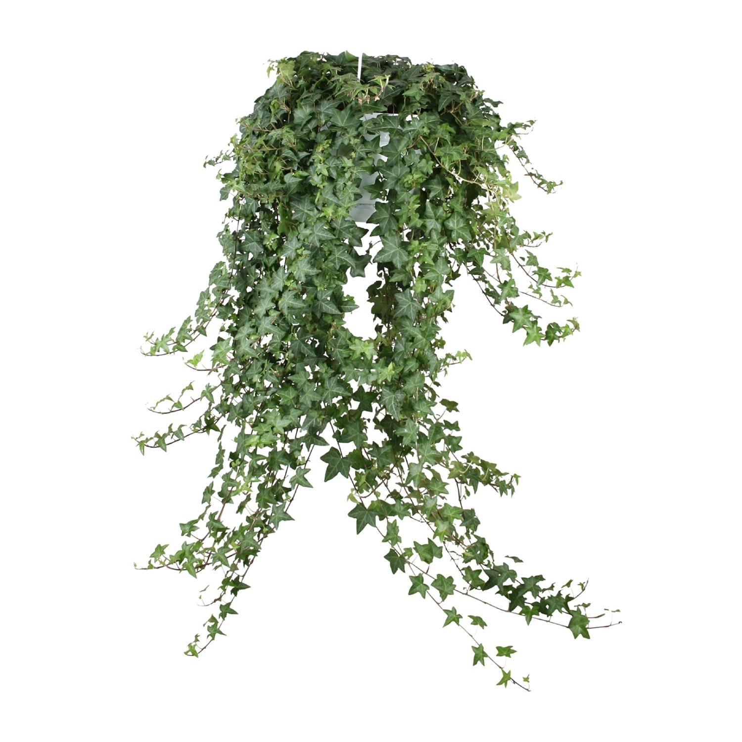 Meergroothandel Hedera Helix Pitsburg - Hang/XXL - Ø24cm - ↕cm (32004)