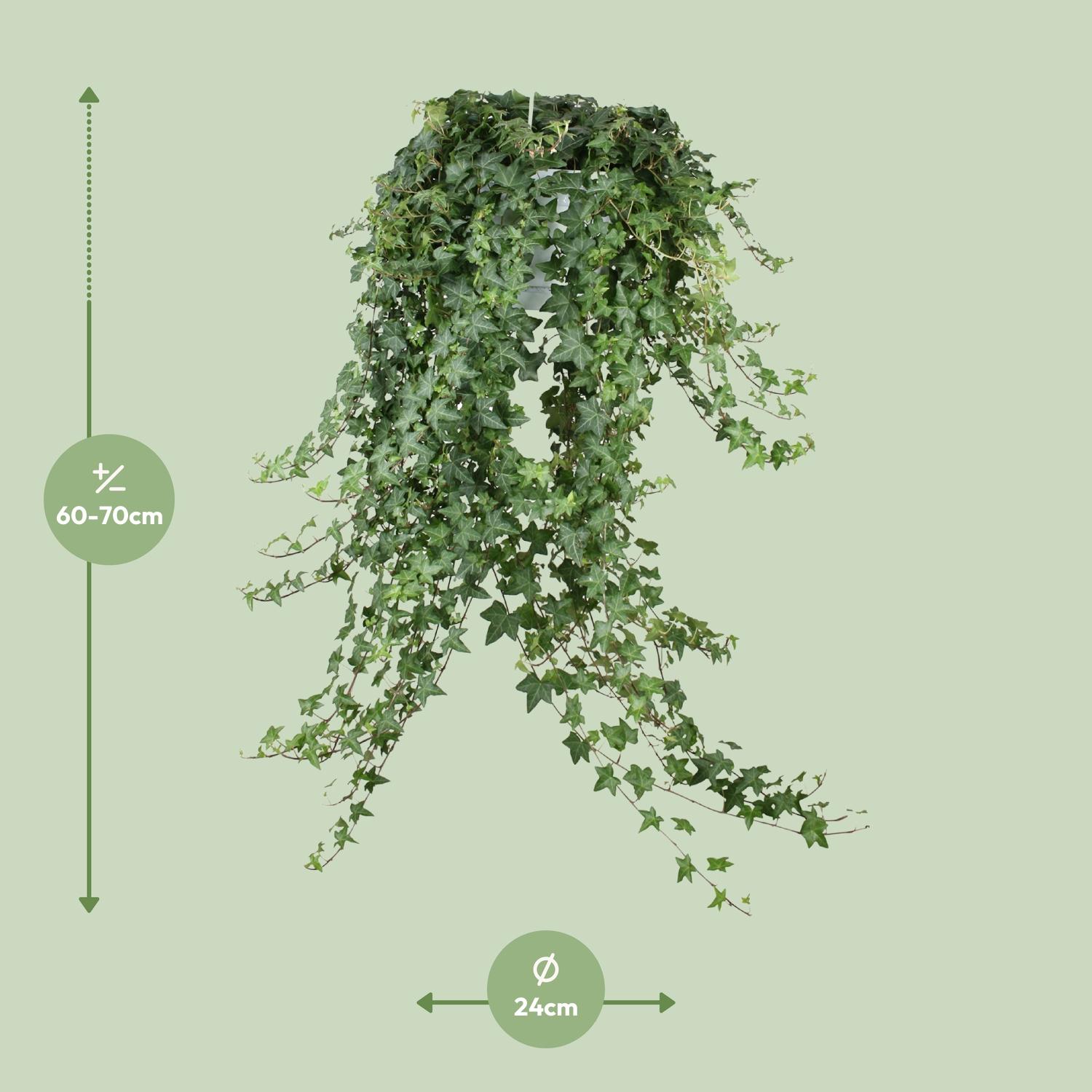 Meergroothandel Hedera Helix Pitsburg - Hang/XXL - Ø24cm - ↕cm (32004)
