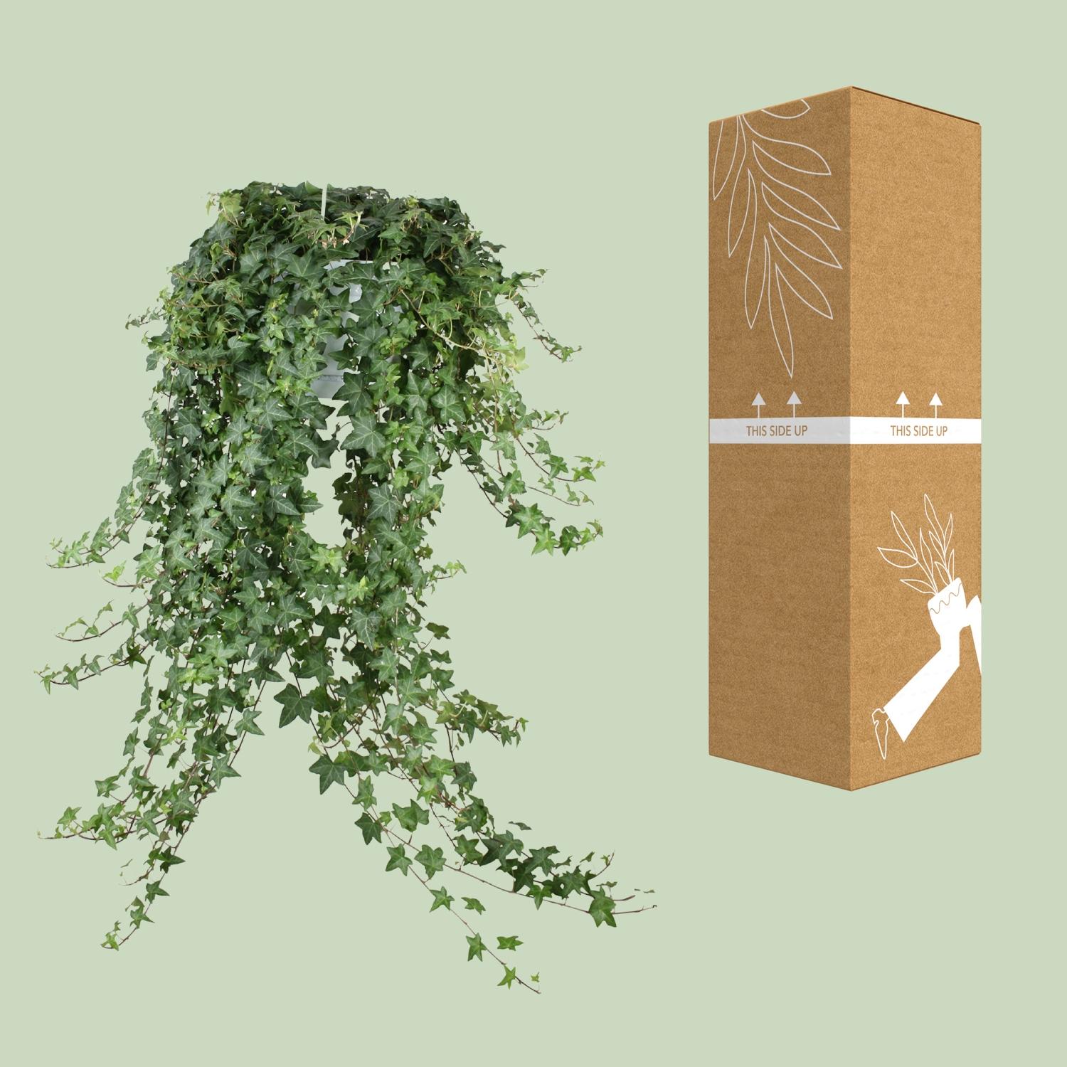 Meergroothandel Hedera Helix Pitsburg - Hang/XXL - Ø24cm - ↕cm (32004)