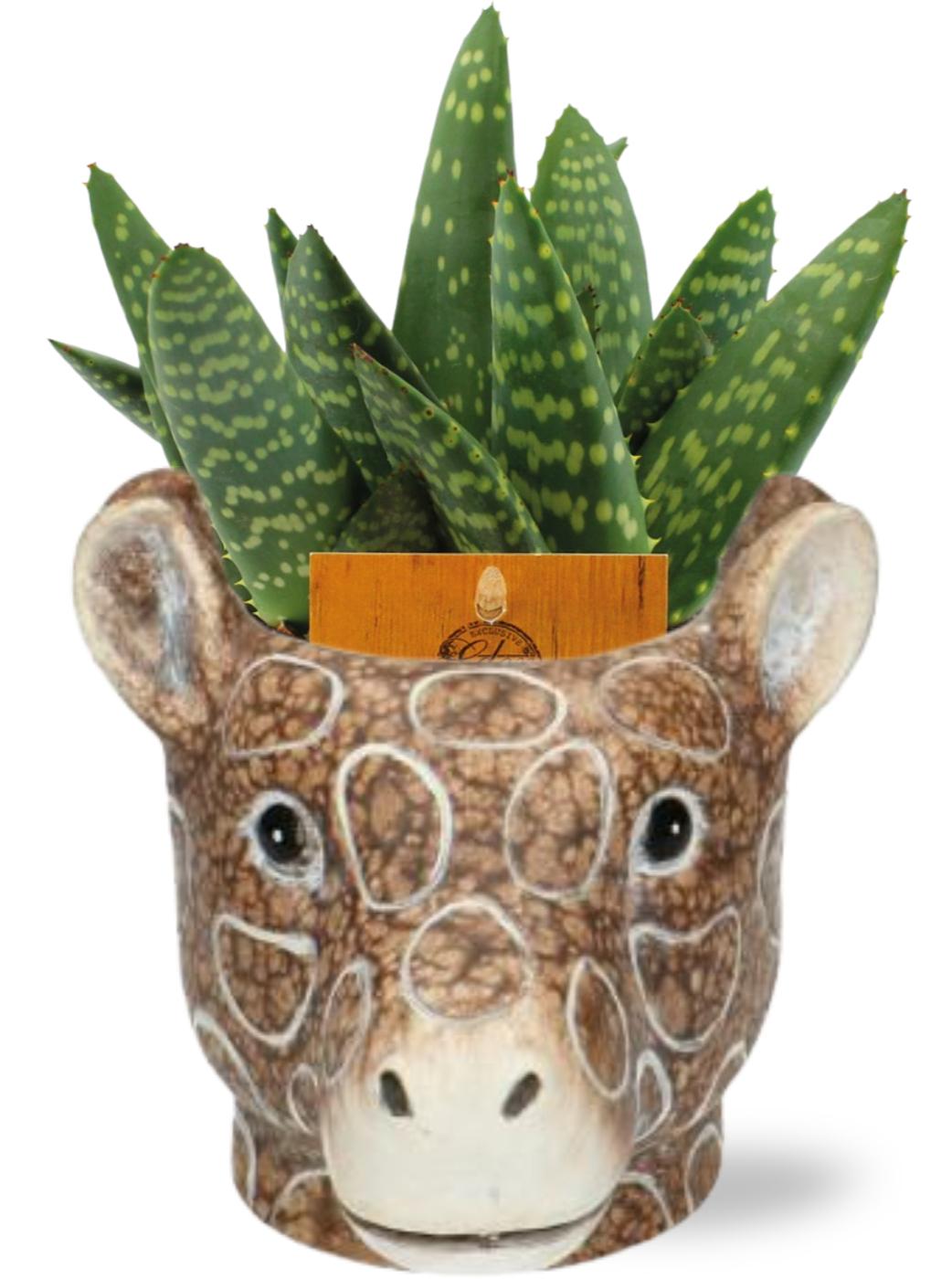 Meergroothandel Aloe Paradisicum - Ø10,5cm ↕15cm + Planter Giraf D11/14x11cm - Bruin (42501)