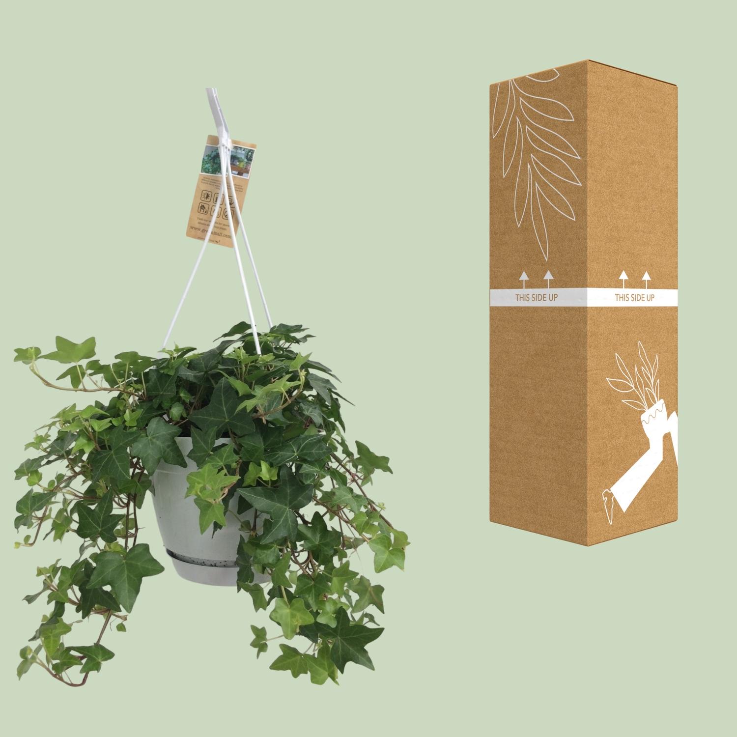Meergroothandel Hedera Helix Groen - Hangpot Wit / Basic - Ø17cm - ↕cm (31845)