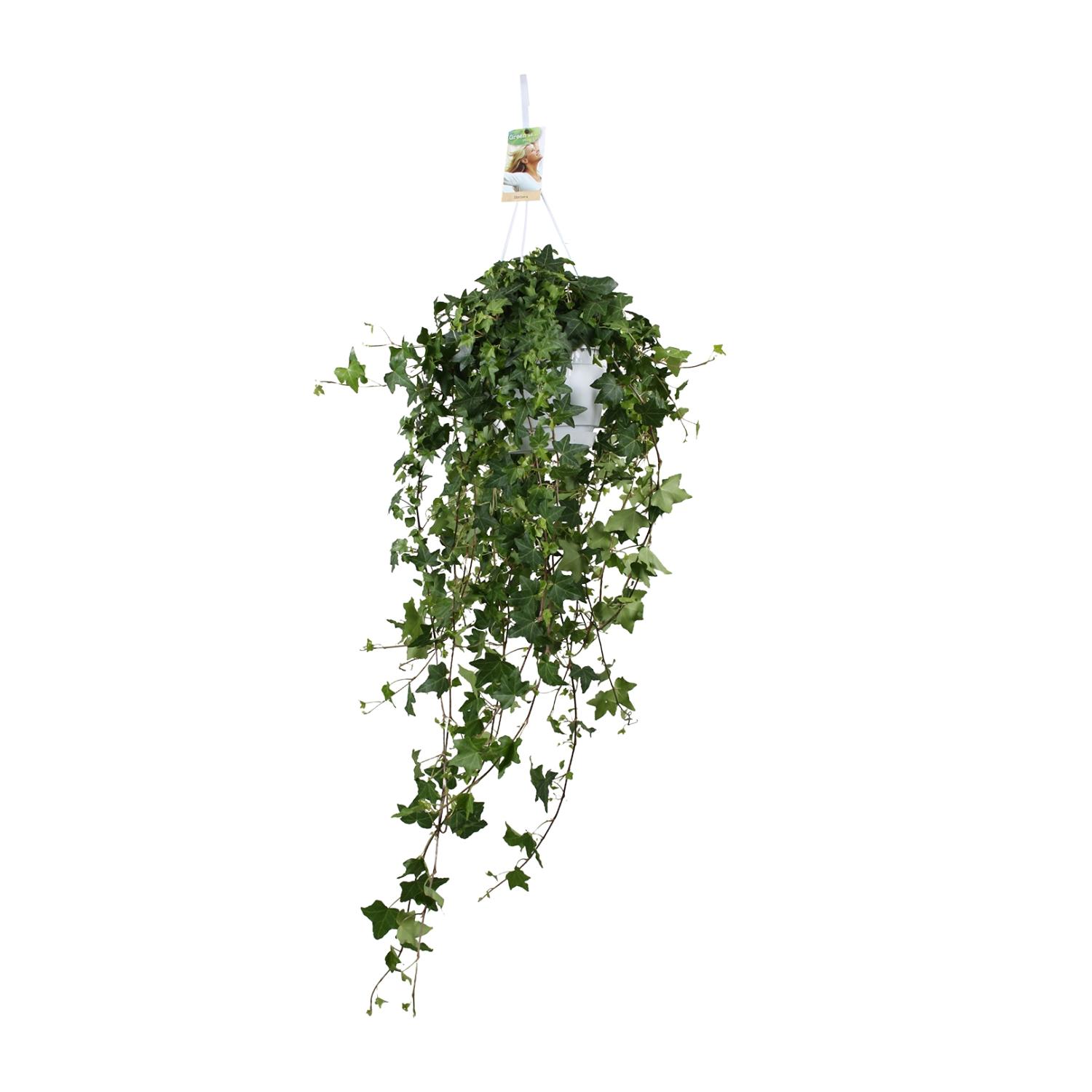 Meergroothandel Hedera Helix Pitsburg - Hang/XXL - Ø17cm - ↕90cm (31847)