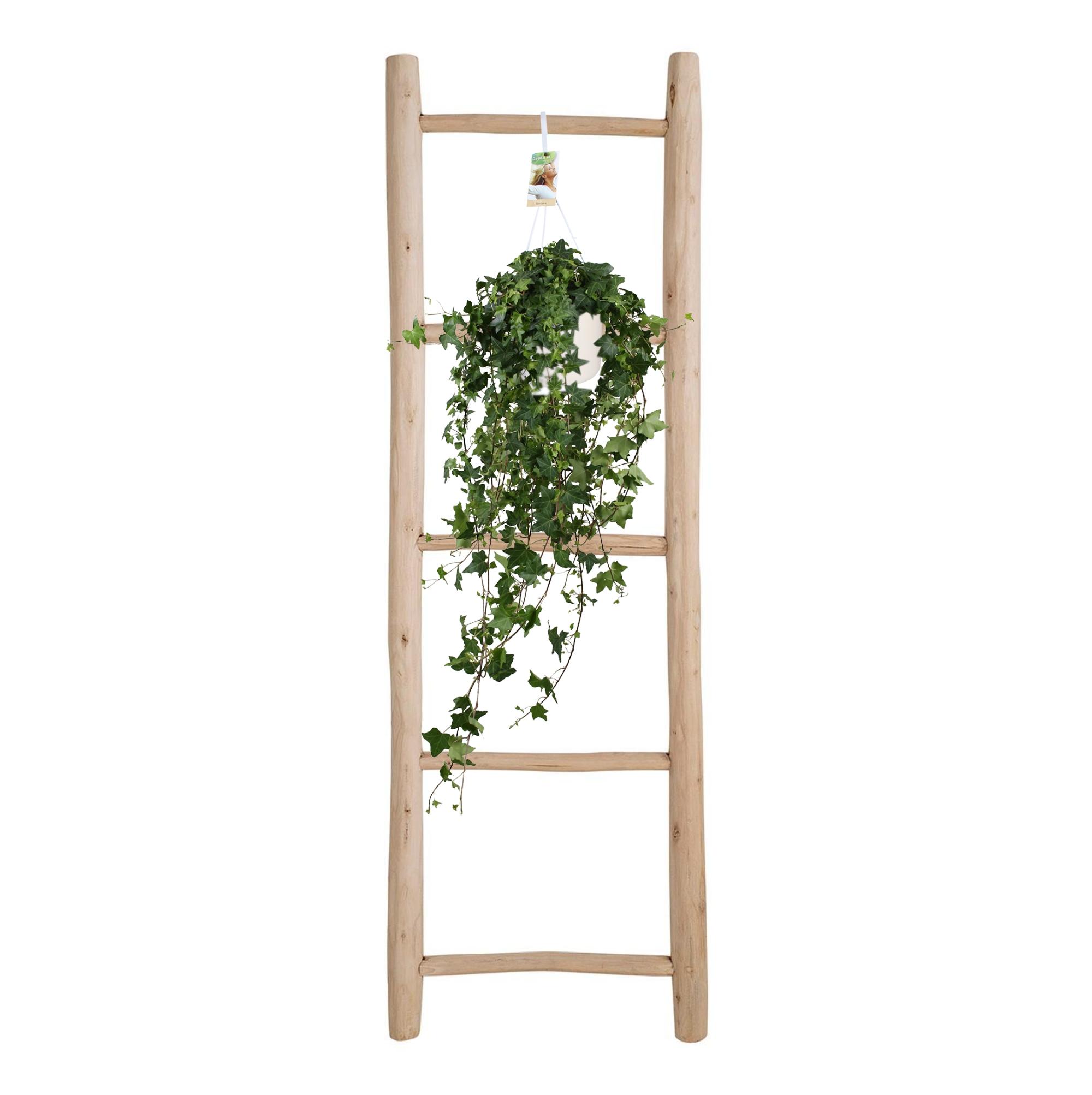 Meergroothandel Hedera Helix Pitsburg - Hang/XXL - Ø17cm - ↕90cm (31847)