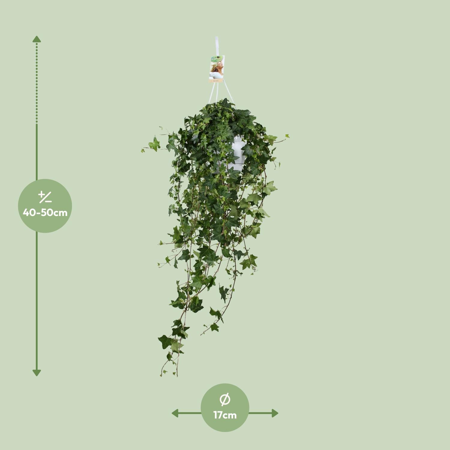 Meergroothandel Hedera Helix Pitsburg - Hang/XXL - Ø17cm - ↕90cm (31847)