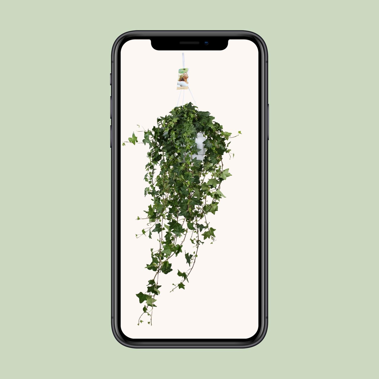 Meergroothandel Hedera Helix Pitsburg - Hang/XXL - Ø17cm - ↕90cm (31847)