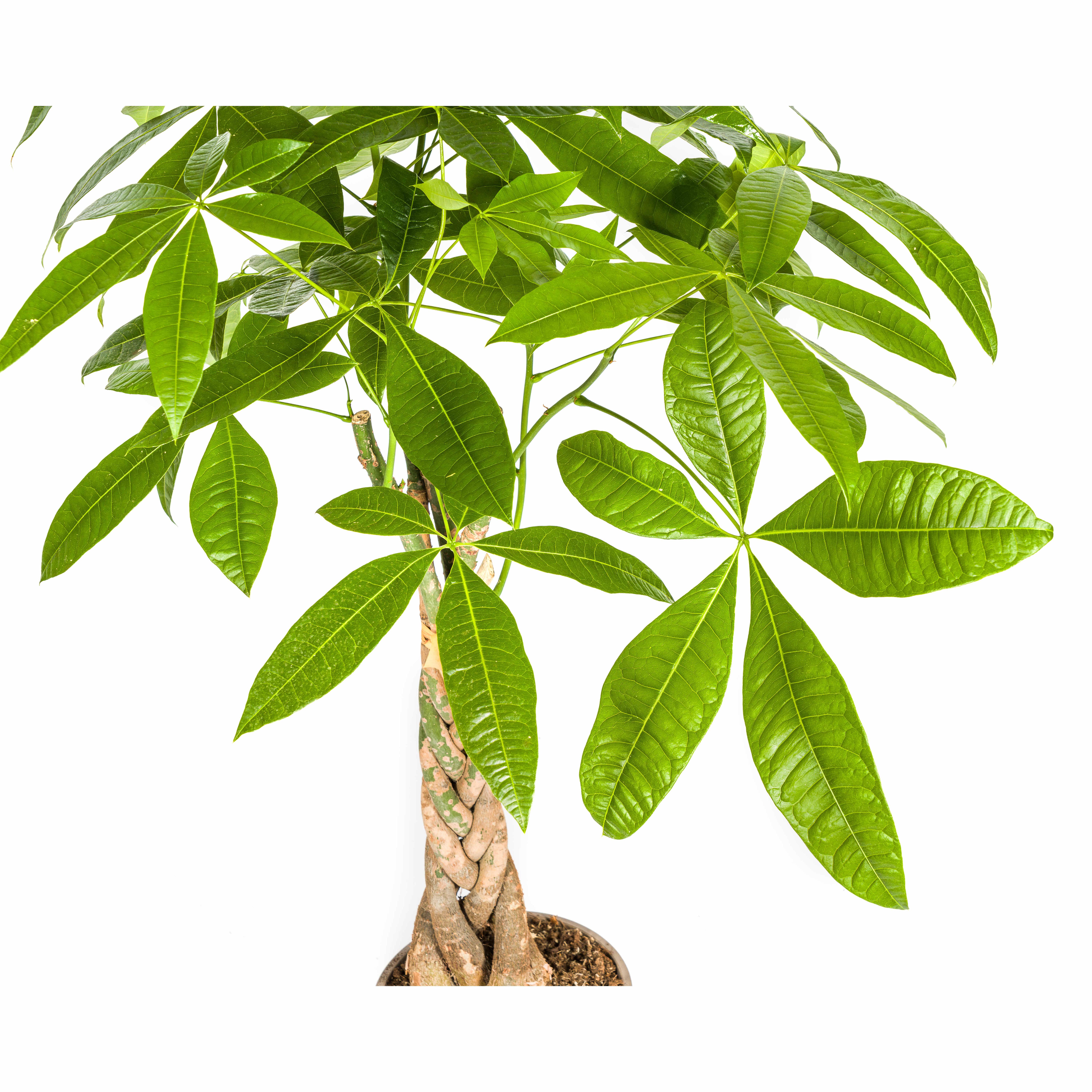 K&k pflanzen Pachira Aquatica Ø21cm - ↕100cm (4250308315245)