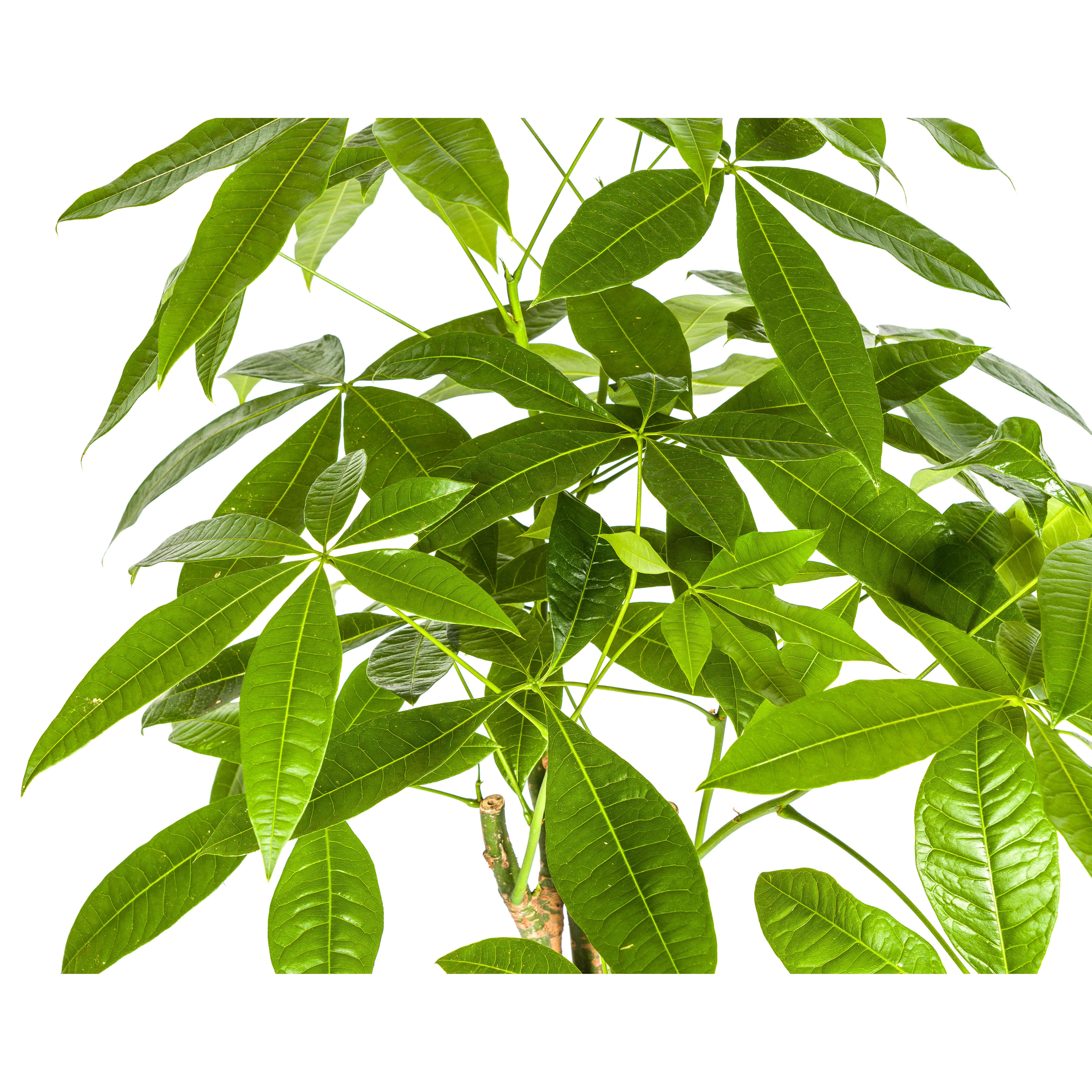 K&k pflanzen Pachira Aquatica Ø21cm - ↕100cm (4250308315245)