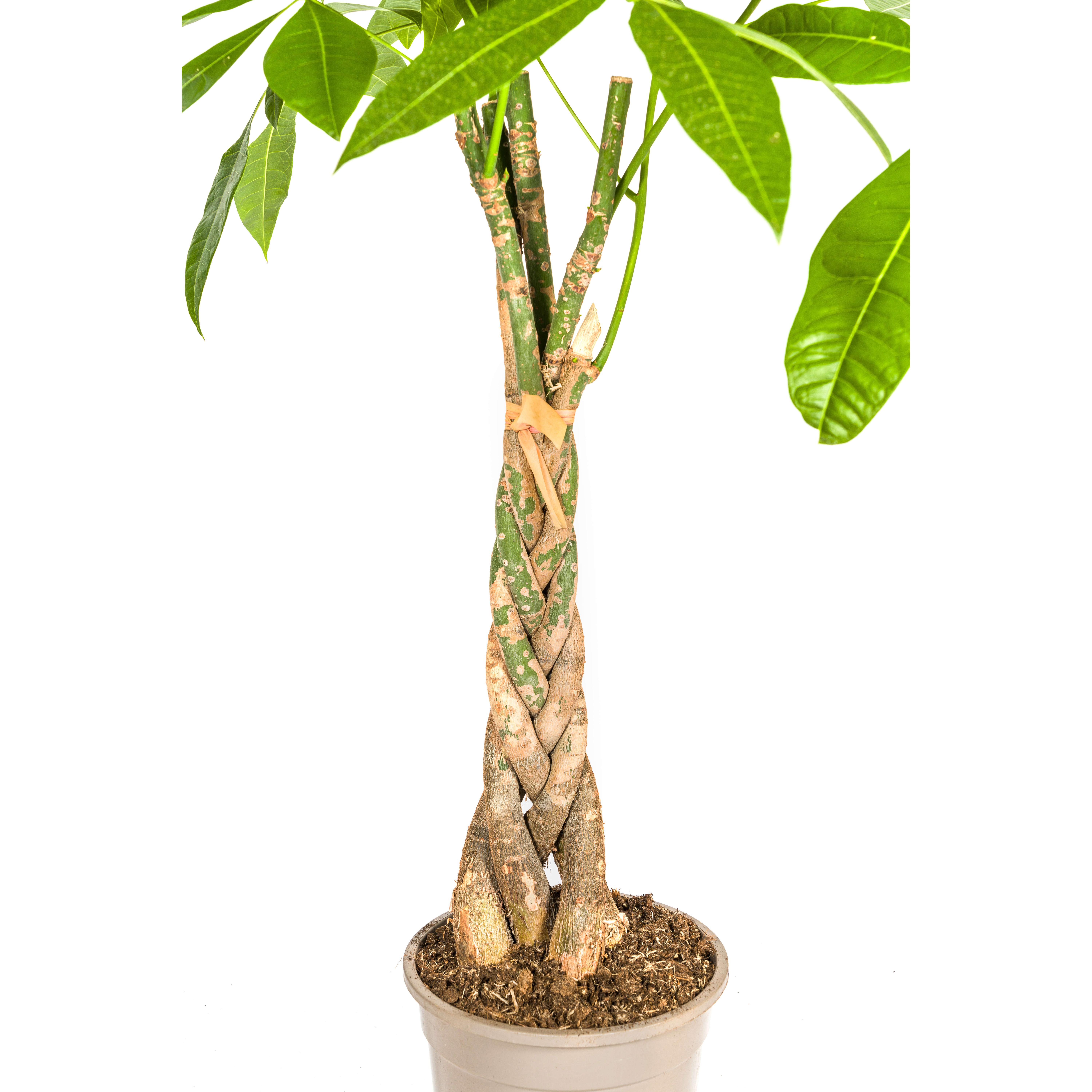 K&k pflanzen Pachira Aquatica Ø21cm - ↕100cm (4250308315245)