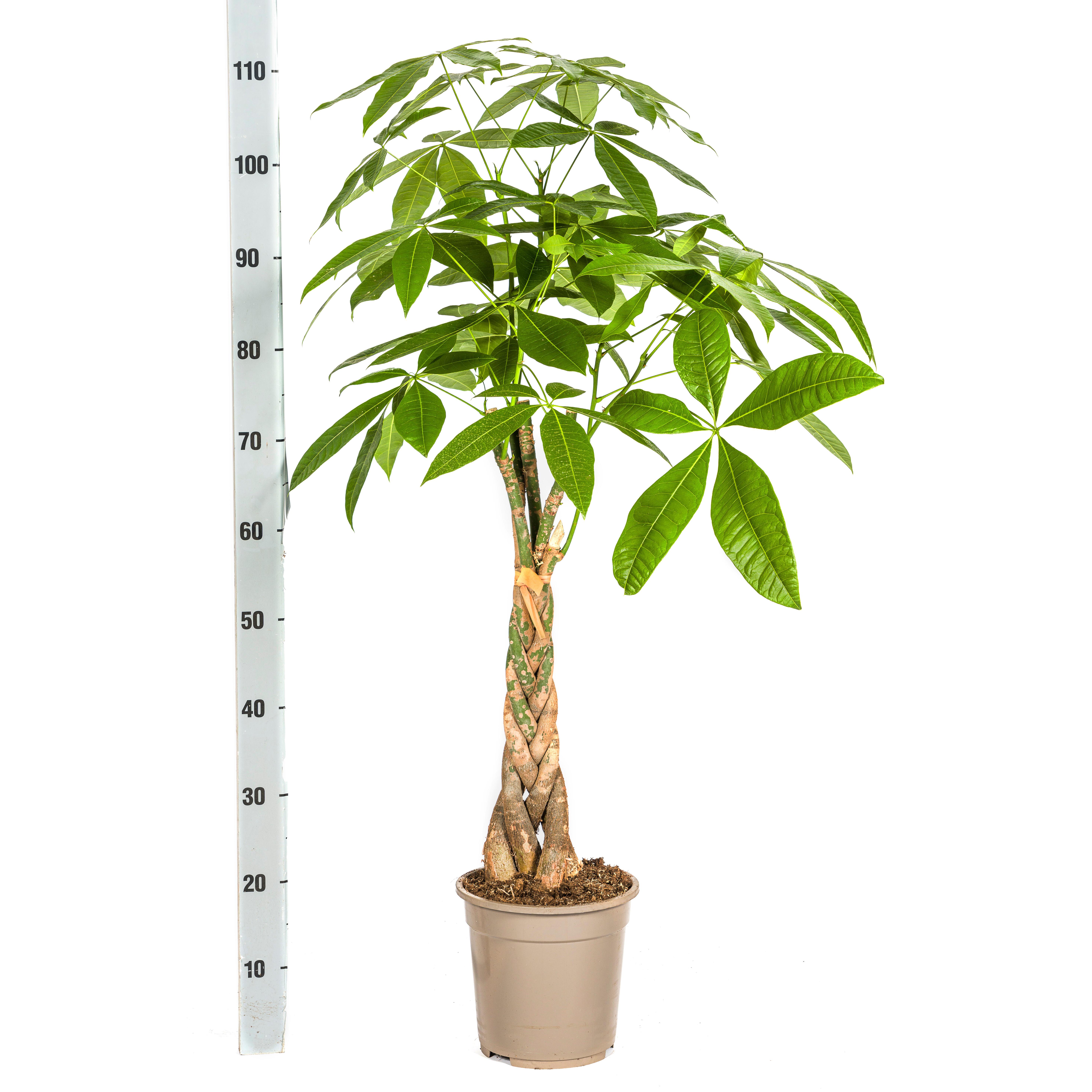 K&k pflanzen Pachira Aquatica Ø21cm - ↕100cm (4250308315245)