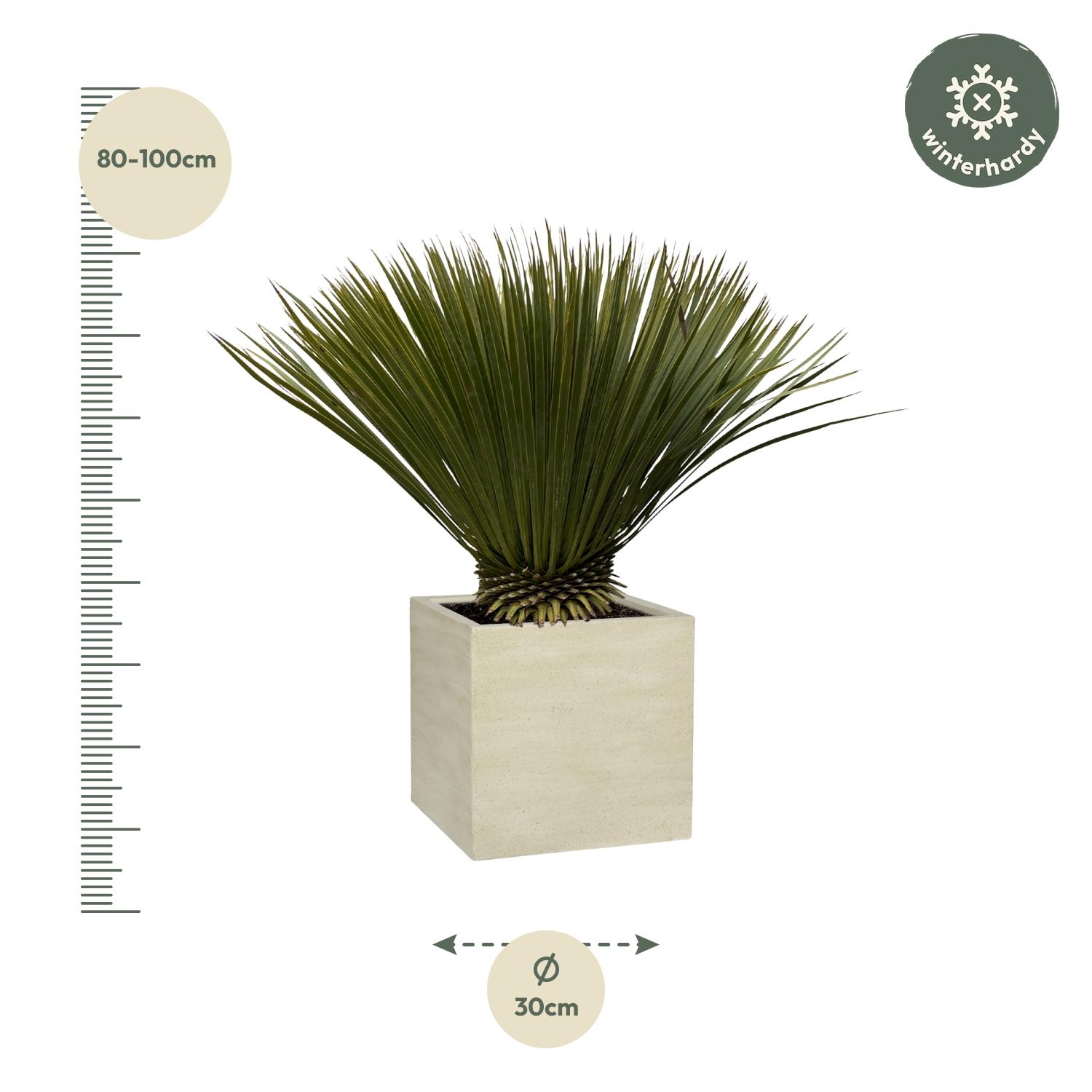 Everyplants Yucca Rostrata - 80cm- Ø27 (8721055694250)