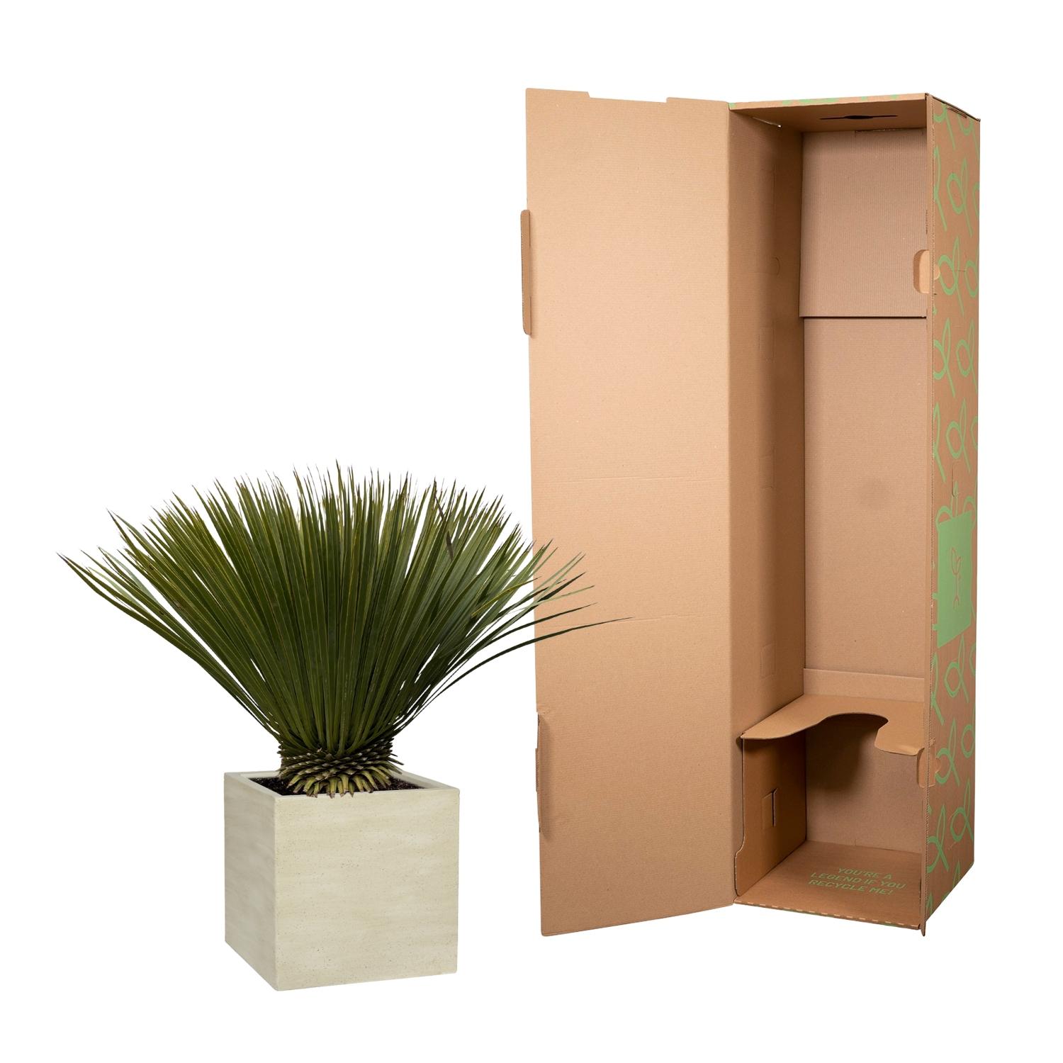Everyplants Yucca Rostrata - 80cm- Ø27 (8721055694250)