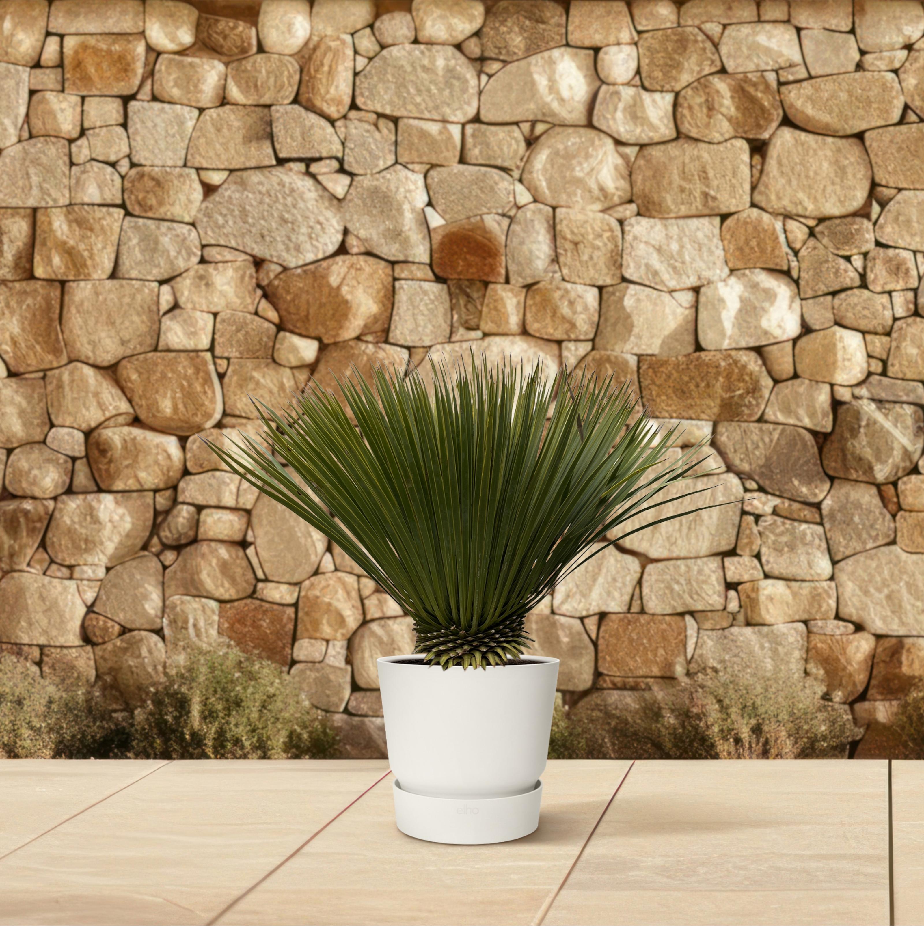 Everyplants Yucca Rostrata - 80cm- Ø27 (8721055694250)