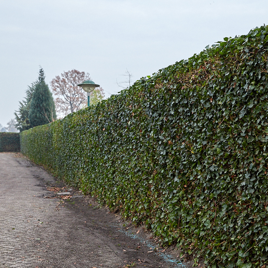 Hedge to go Hedera Hibernica - Klimop - Kant-en-Klaar Haag |  ↔120cm - ↨180 cm (8718868535054)