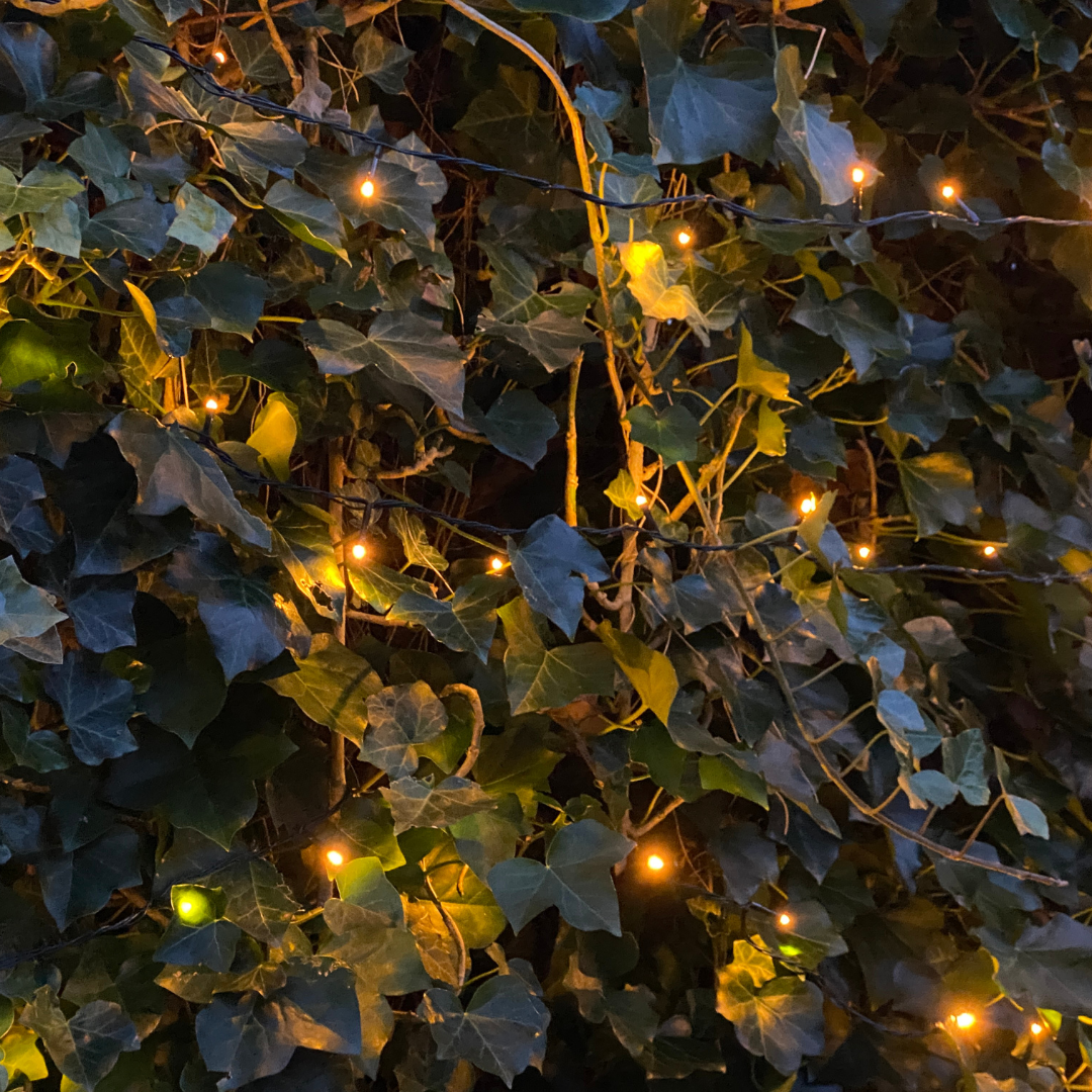 Hedge to go Hedera Hibernica - Klimop - Kant-en-Klaar Haag |  ↔120cm - ↨180 cm (8718868535054)