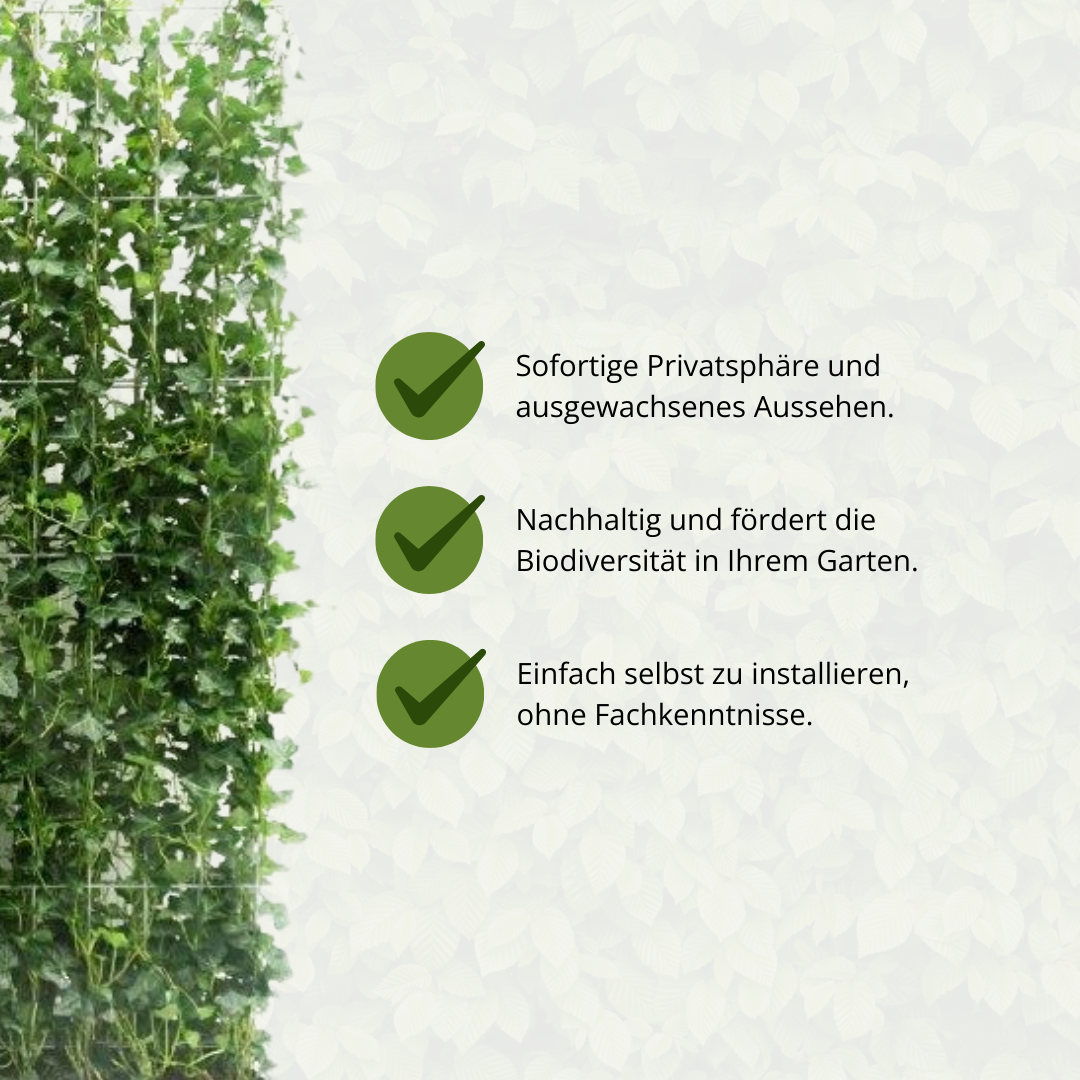 Hedge to go Hedera Hibernica - Klimop - Kant-en-Klaar Haag |  ↔120cm - ↨180 cm (8718868535054)