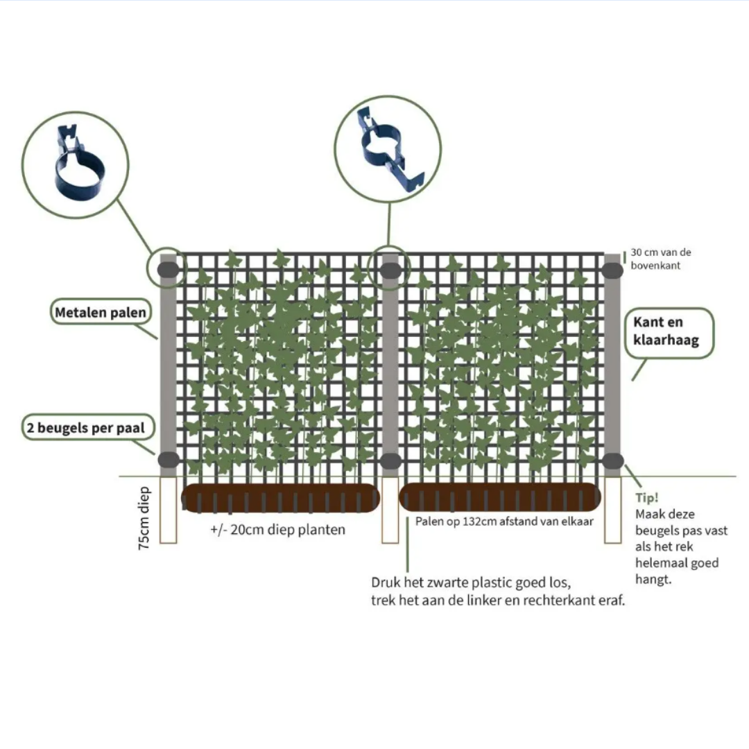 Hedge to go Hedera Hibernica - Klimop - Kant-en-Klaar Haag |  ↔120cm - ↨180 cm (8718868535054)