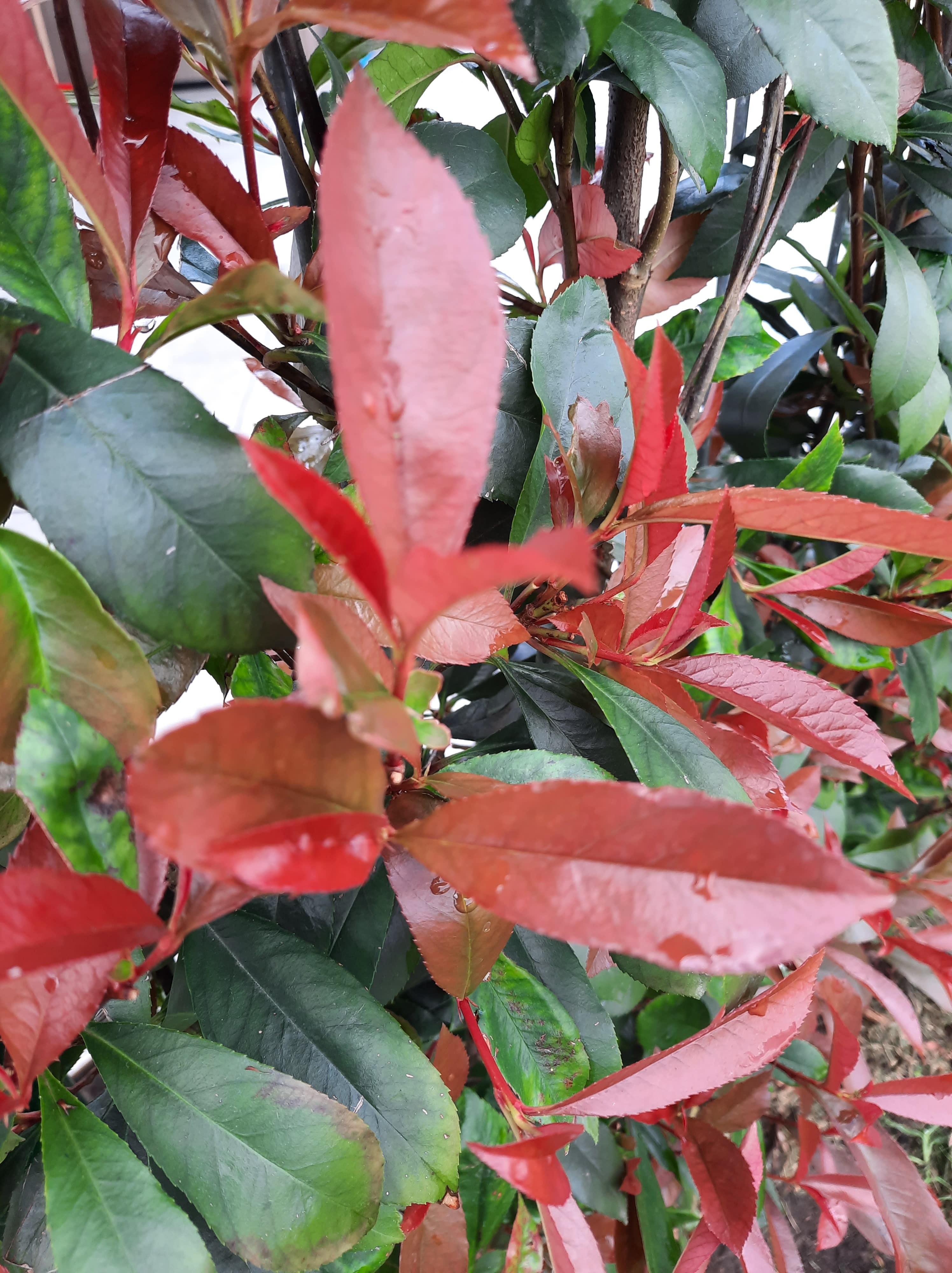 Hedge to go Photinia fraseri 'Carré Rouge' - Kant-en-Klaar Haag - 120 x 180 cm (8718868535245)