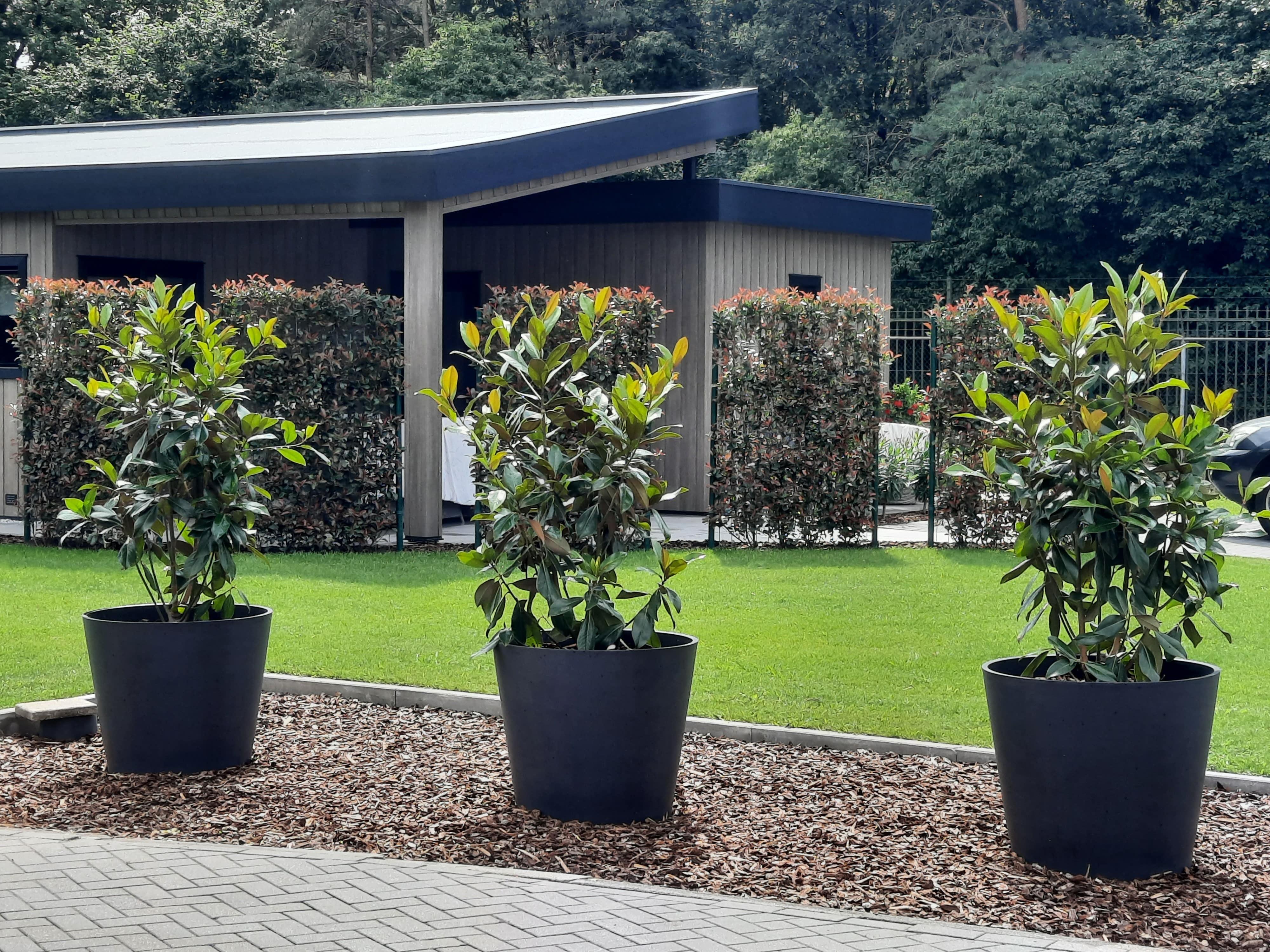 Hedge to go Photinia fraseri 'Carré Rouge' - Kant-en-Klaar Haag - 120 x 180 cm (8718868535245)
