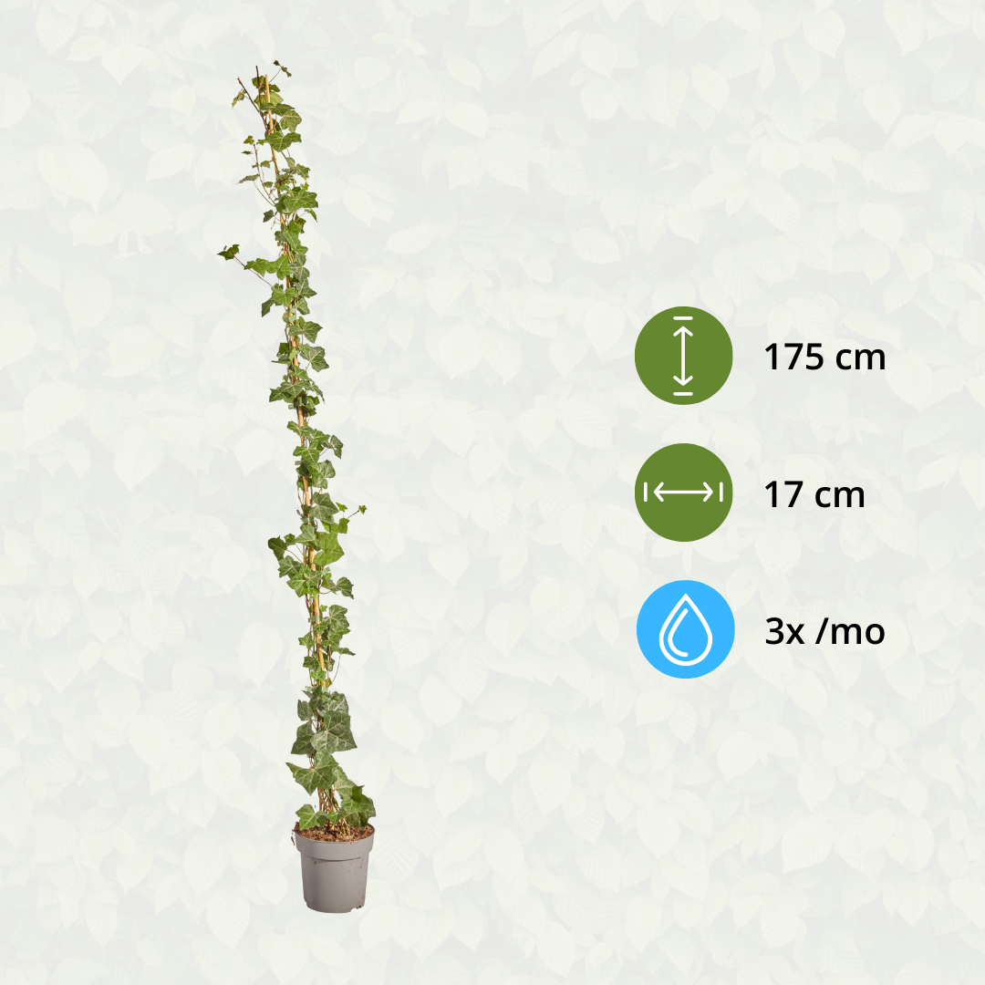 Hedge to go Hedera Hibernica - Klimop - Gestokt - ↨150 - 175 cm (8718868535023)