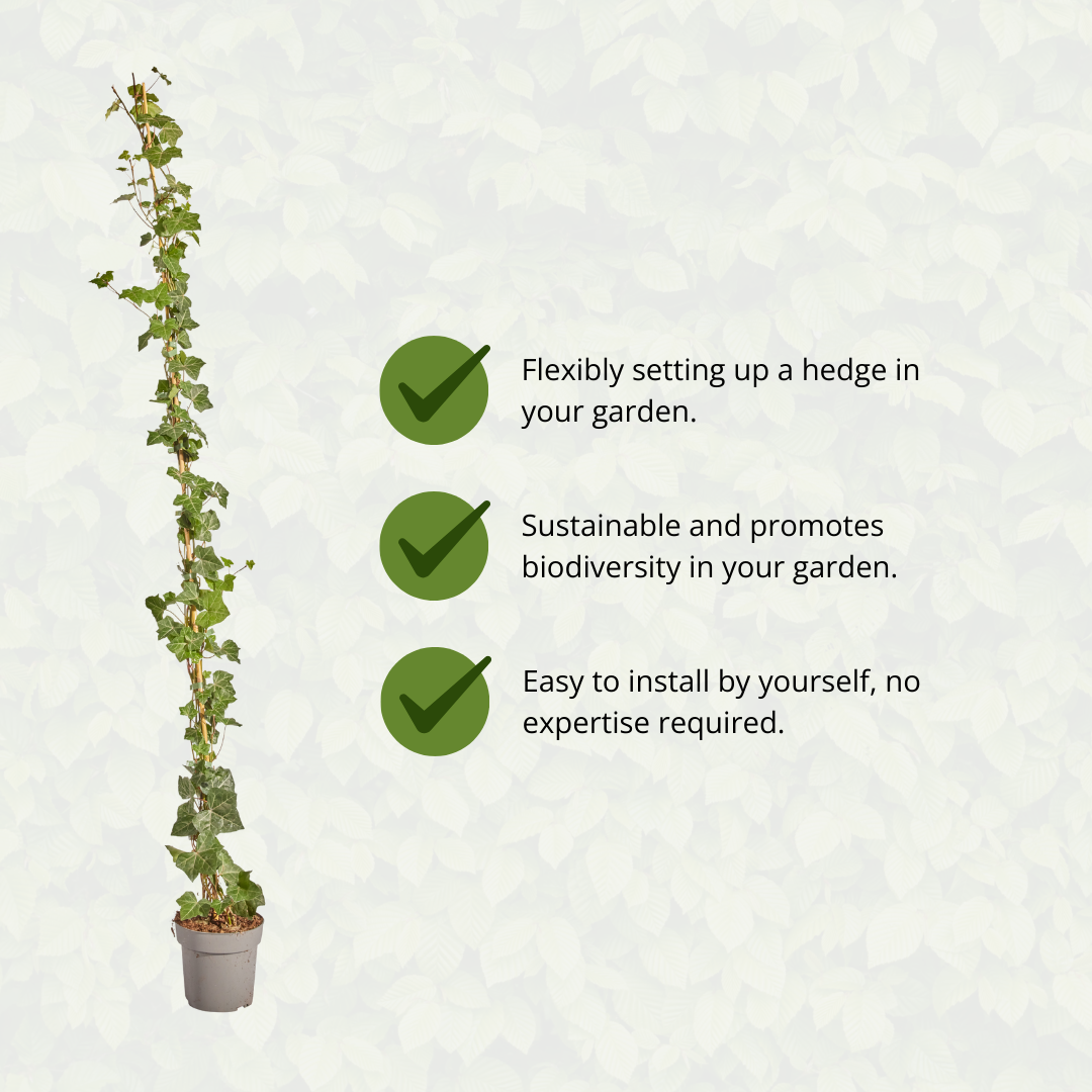 Hedge to go Hedera Hibernica - Klimop - Gestokt - ↨150 - 175 cm (8718868535023)