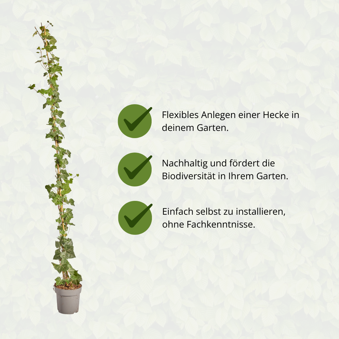 Hedge to go Hedera Hibernica - Klimop - Gestokt - ↨150 - 175 cm (8718868535023)