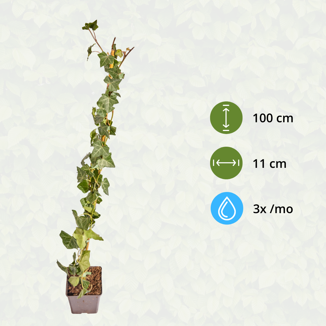 Hedge to go Hedera Hibernica - Klimop - Gestokt - ↨80 - 100 cm (8718868535016)